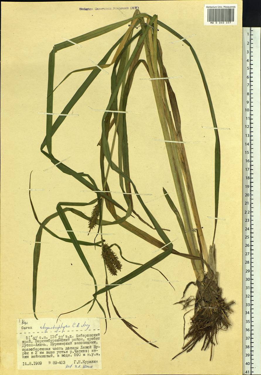 Carex utriculata Boott, Siberia, Russian Far East (S6) (Russia)