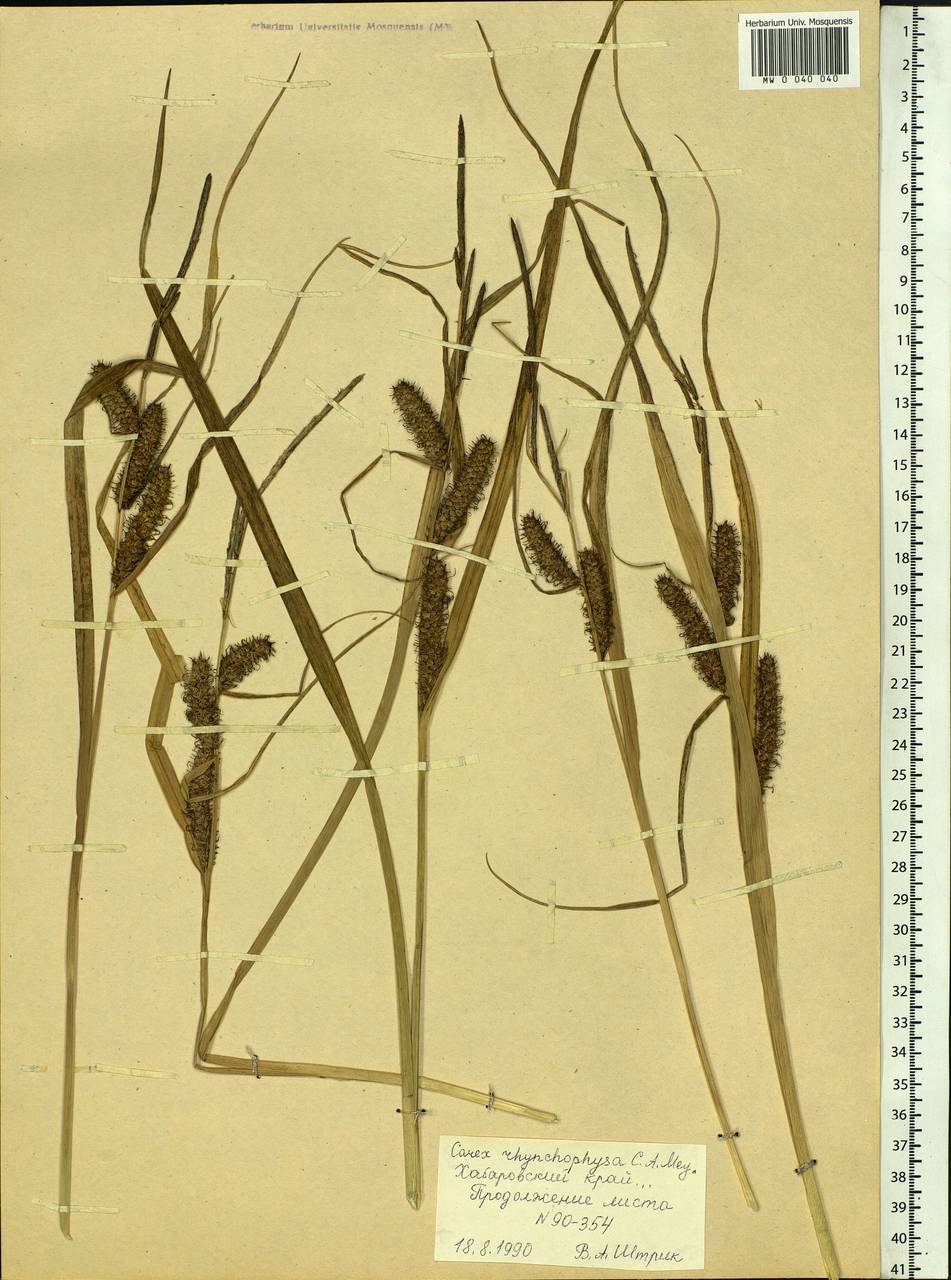 Carex utriculata Boott, Siberia, Russian Far East (S6) (Russia)