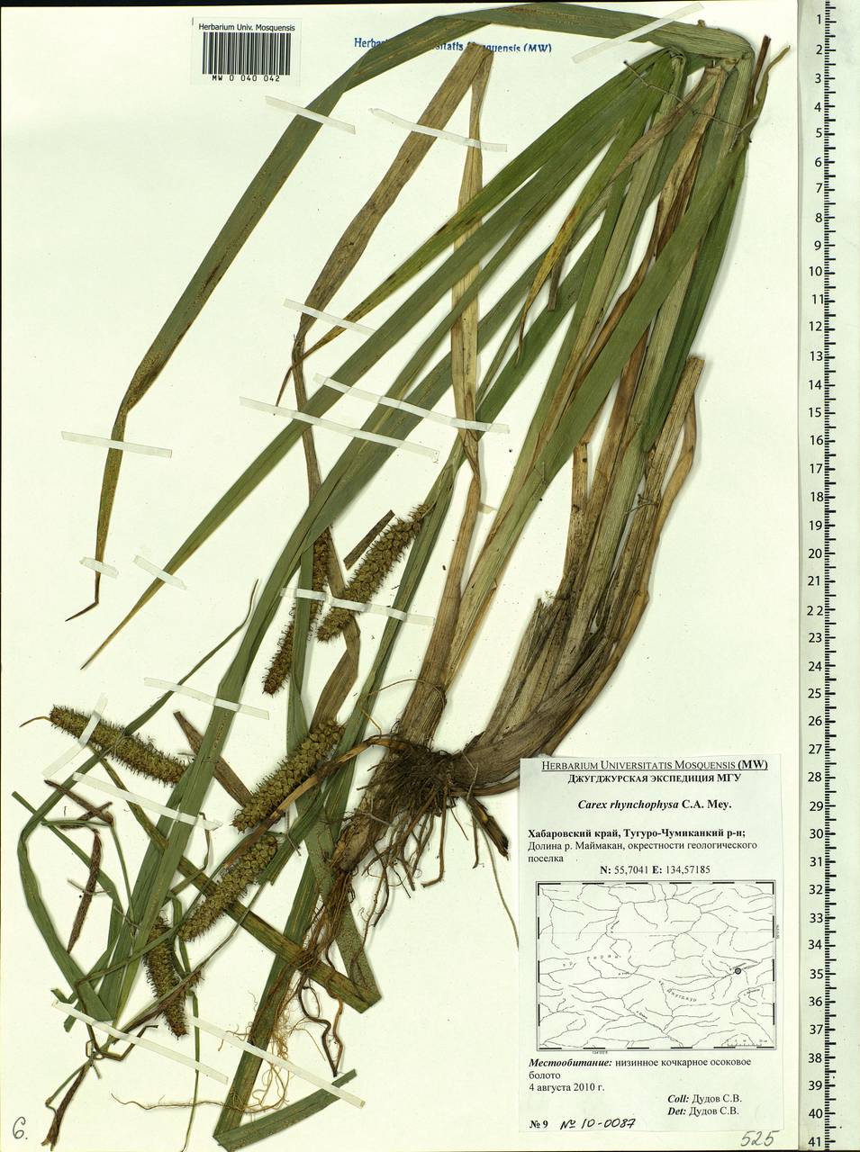 Carex utriculata Boott, Siberia, Russian Far East (S6) (Russia)