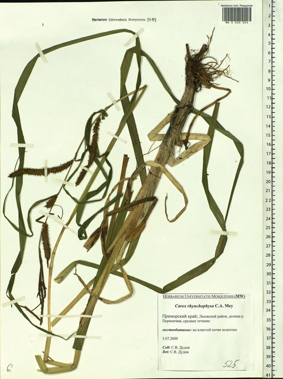 Carex utriculata Boott, Siberia, Russian Far East (S6) (Russia)