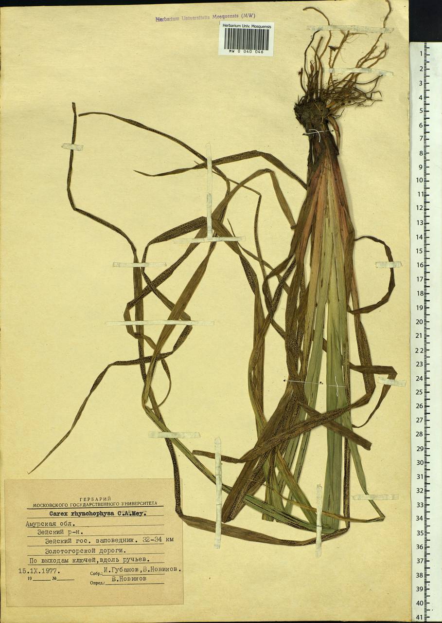 Carex utriculata Boott, Siberia, Russian Far East (S6) (Russia)