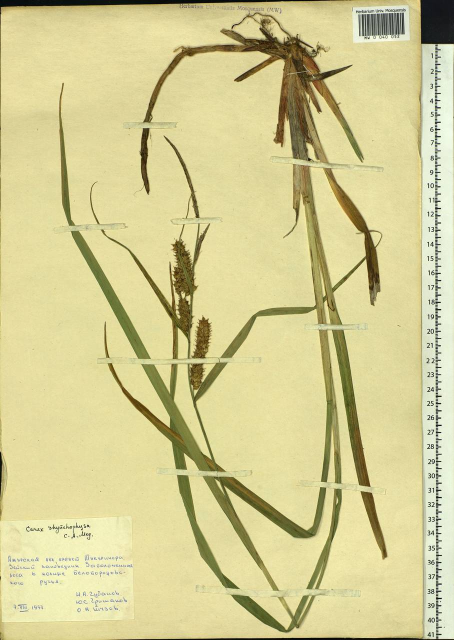 Carex utriculata Boott, Siberia, Russian Far East (S6) (Russia)