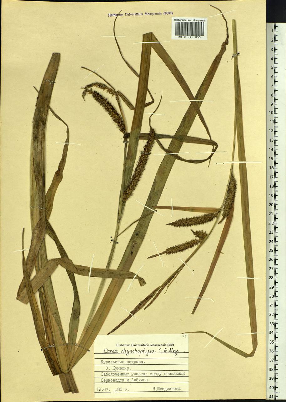 Carex utriculata Boott, Siberia, Russian Far East (S6) (Russia)