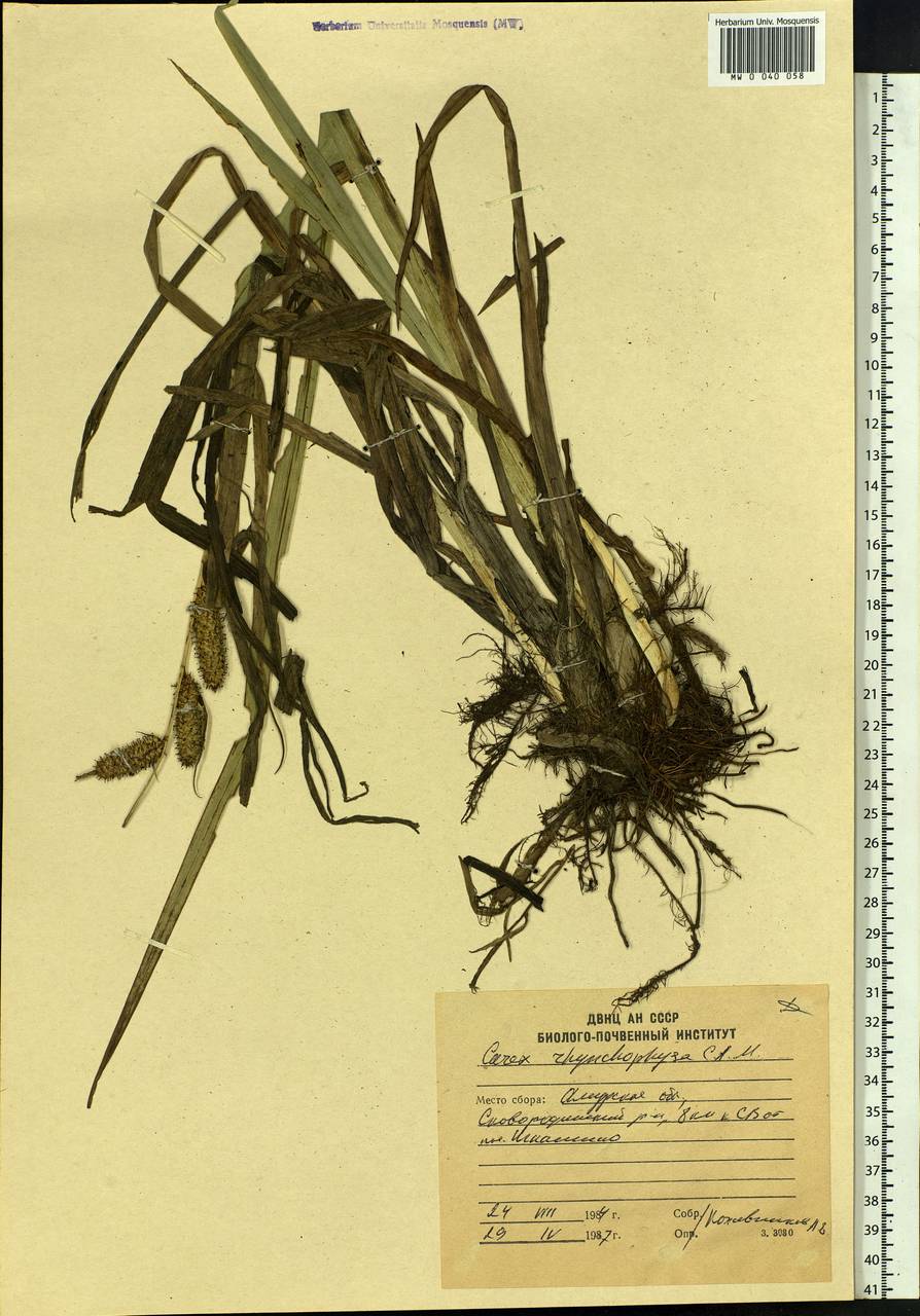 Carex utriculata Boott, Siberia, Russian Far East (S6) (Russia)