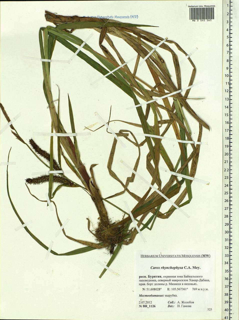 Carex utriculata Boott, Siberia, Baikal & Transbaikal region (S4) (Russia)