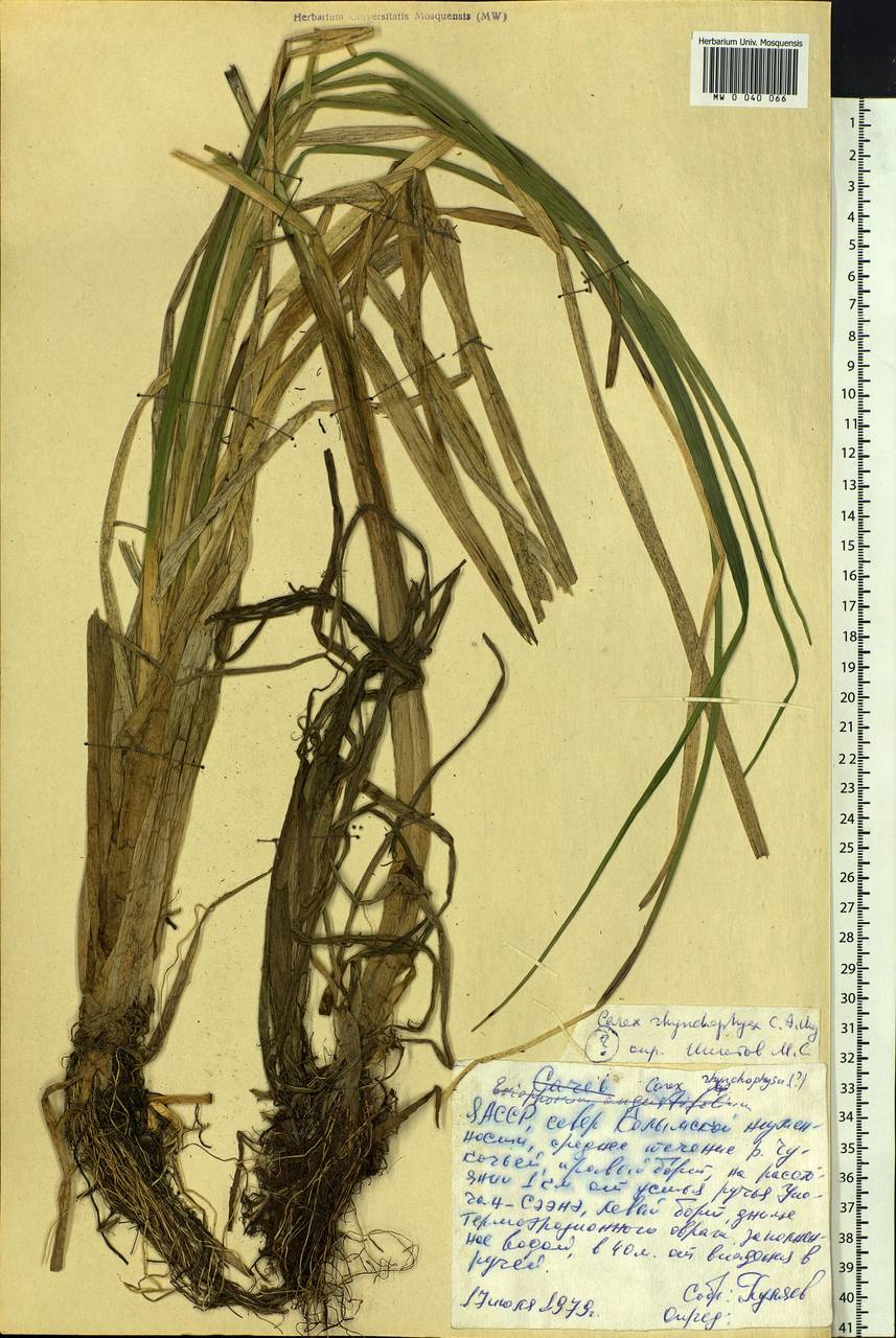 Carex utriculata Boott, Siberia, Yakutia (S5) (Russia)