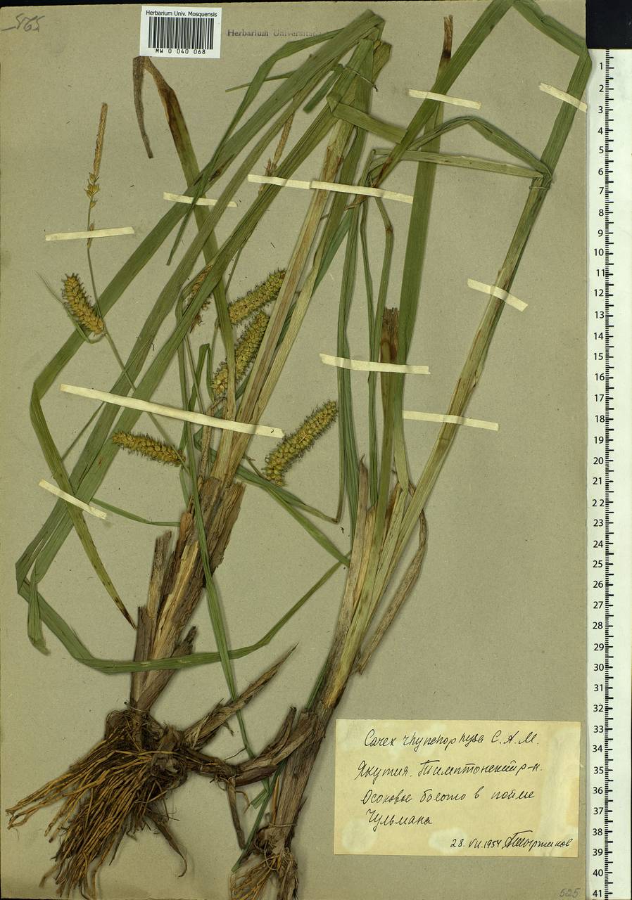 Carex utriculata Boott, Siberia, Yakutia (S5) (Russia)