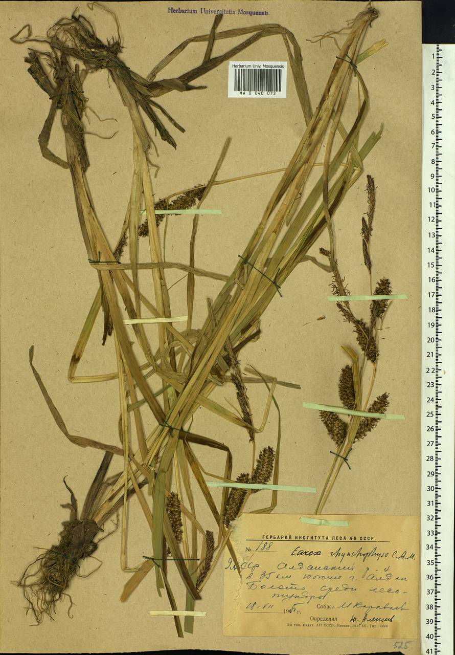 Carex utriculata Boott, Siberia, Yakutia (S5) (Russia)