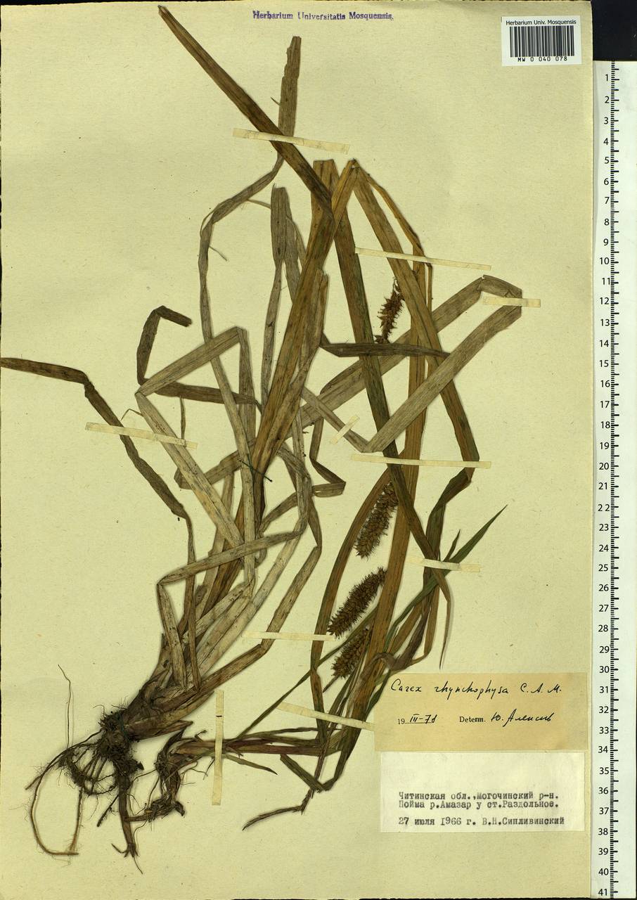 Carex utriculata Boott, Siberia, Baikal & Transbaikal region (S4) (Russia)