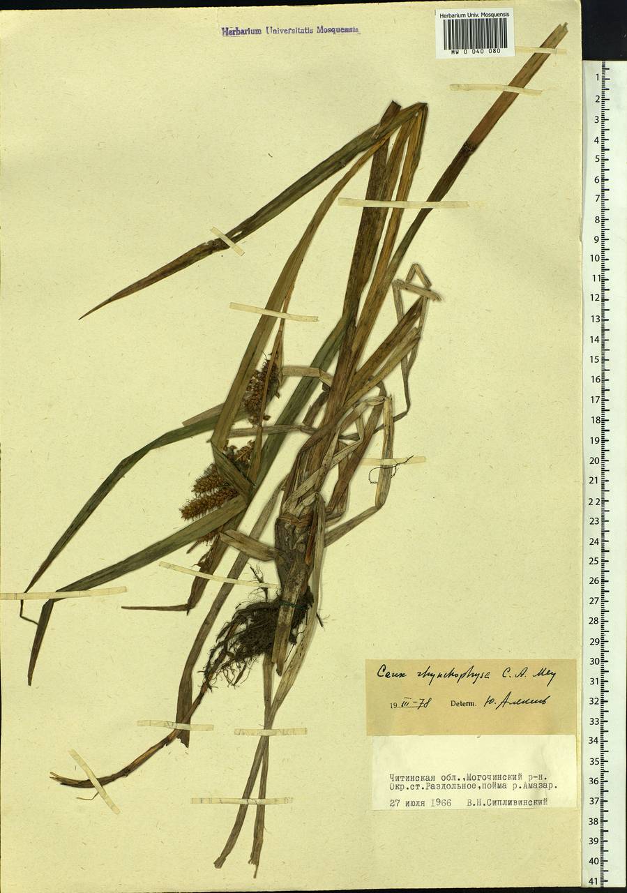 Carex utriculata Boott, Siberia, Baikal & Transbaikal region (S4) (Russia)