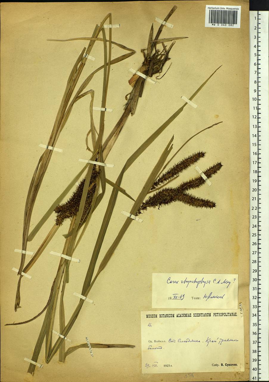 Carex utriculata Boott, Siberia, Baikal & Transbaikal region (S4) (Russia)