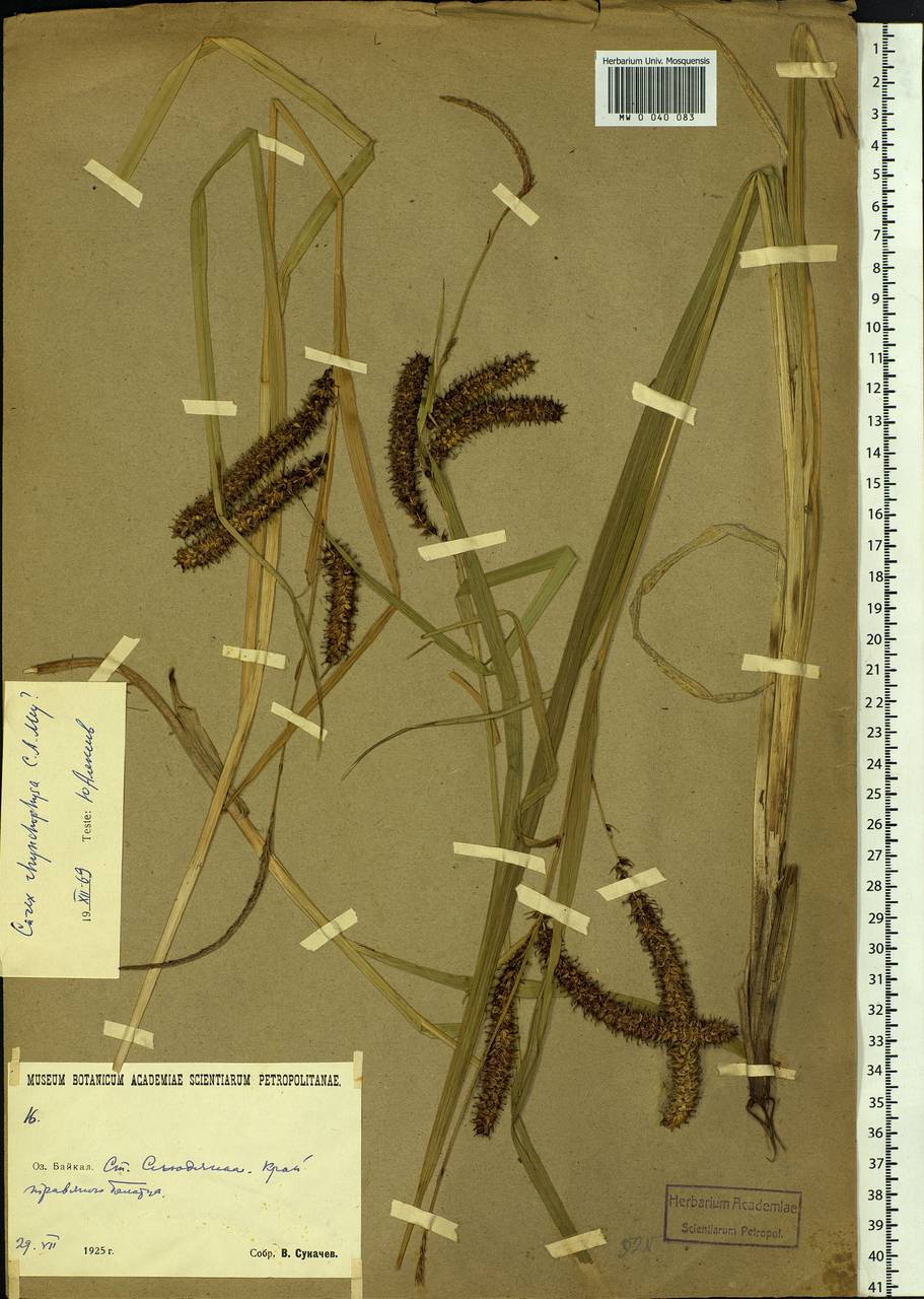 Carex utriculata Boott, Siberia, Baikal & Transbaikal region (S4) (Russia)