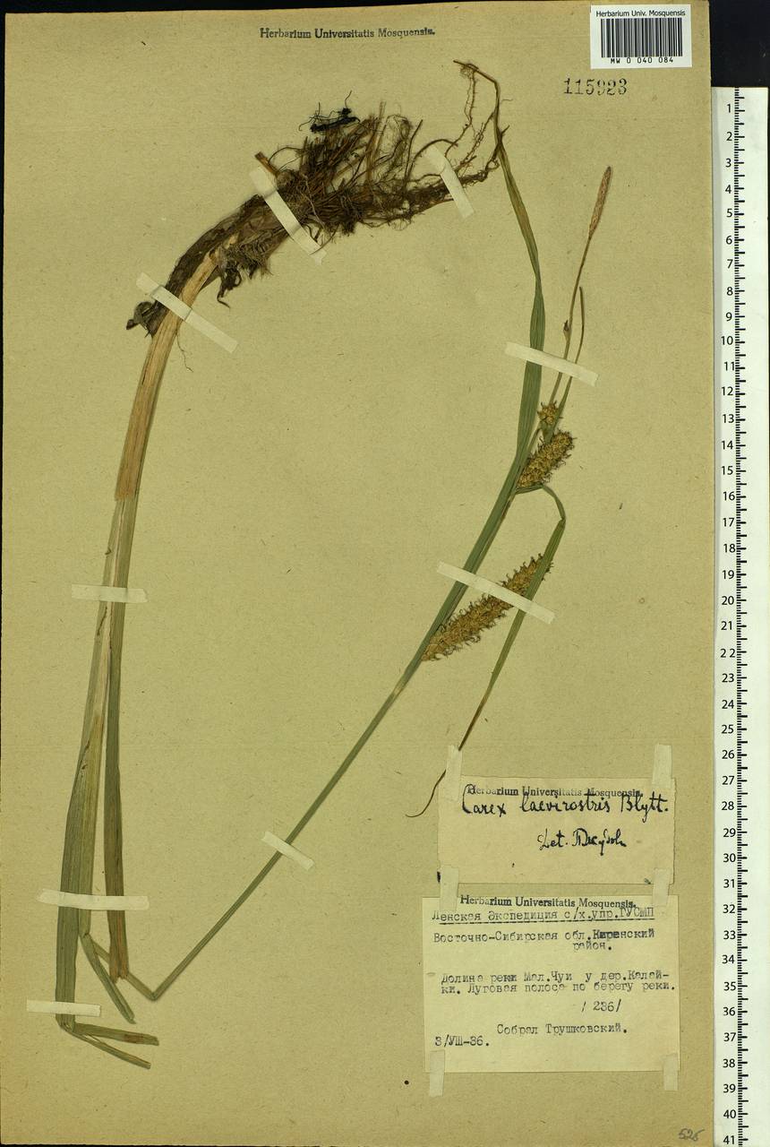 Carex utriculata Boott, Siberia, Baikal & Transbaikal region (S4) (Russia)