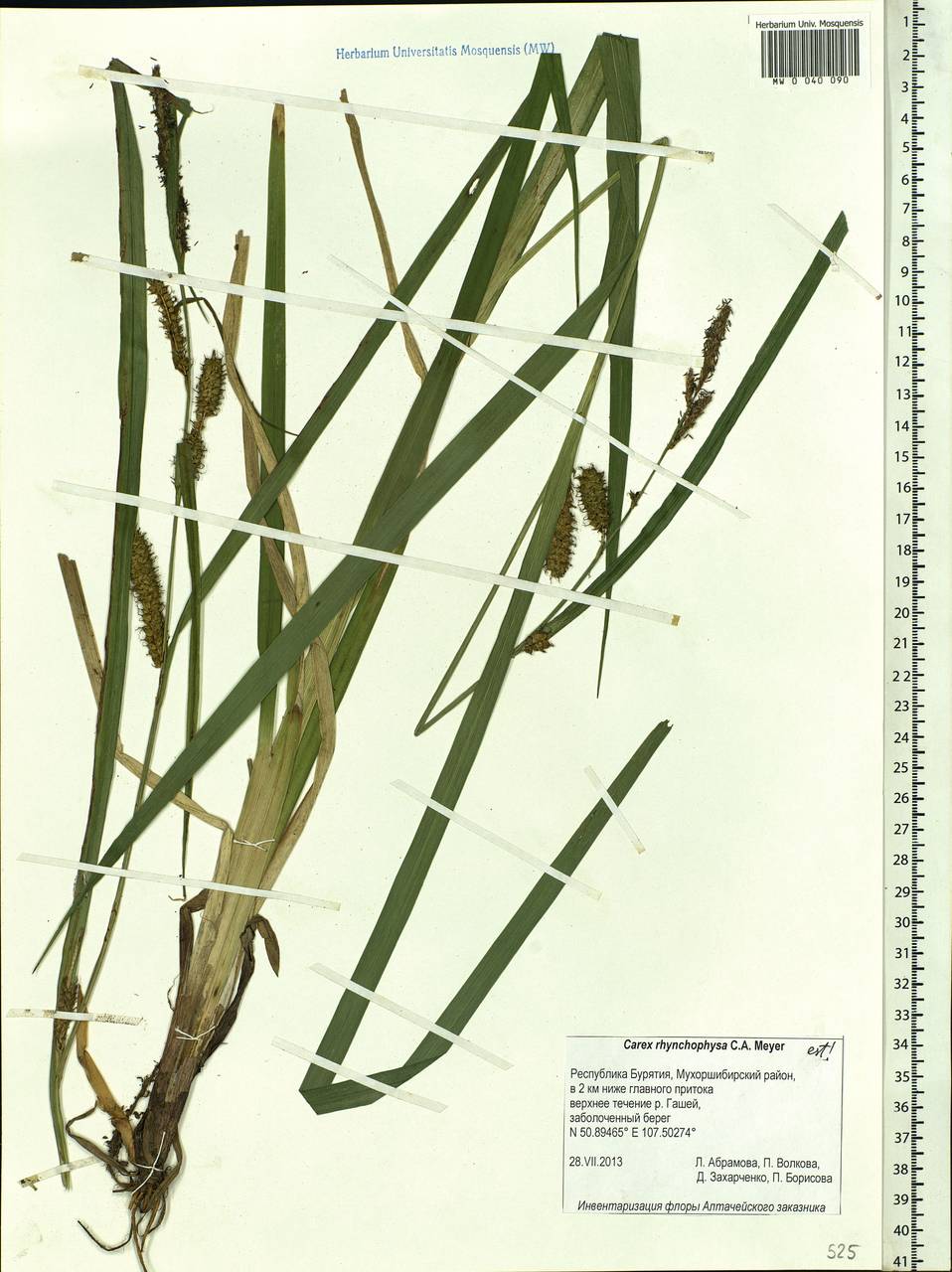 Carex utriculata Boott, Siberia, Baikal & Transbaikal region (S4) (Russia)