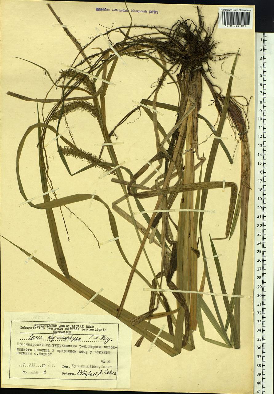 Carex utriculata Boott, Siberia, Central Siberia (S3) (Russia)