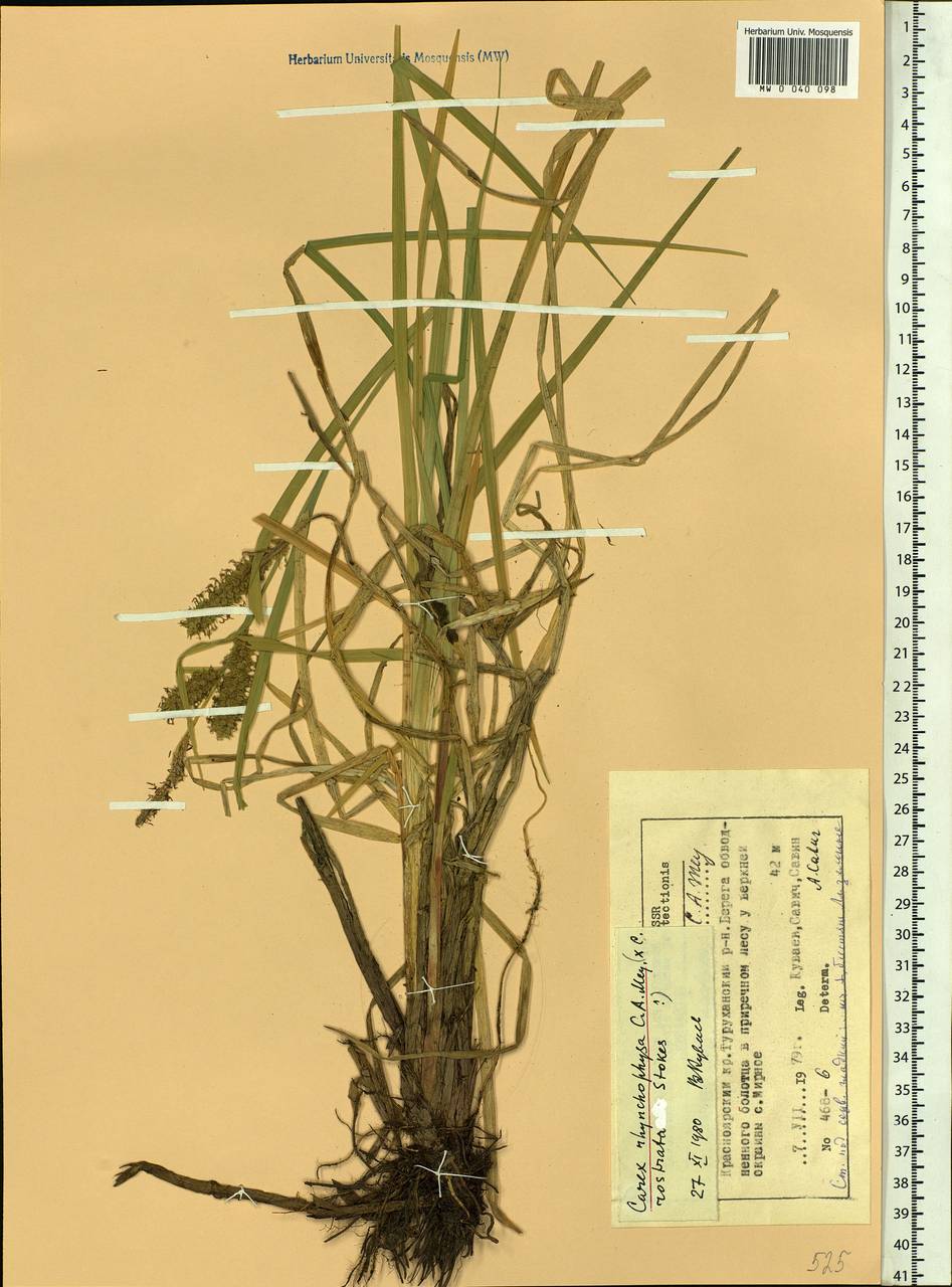 Carex utriculata Boott, Siberia, Central Siberia (S3) (Russia)