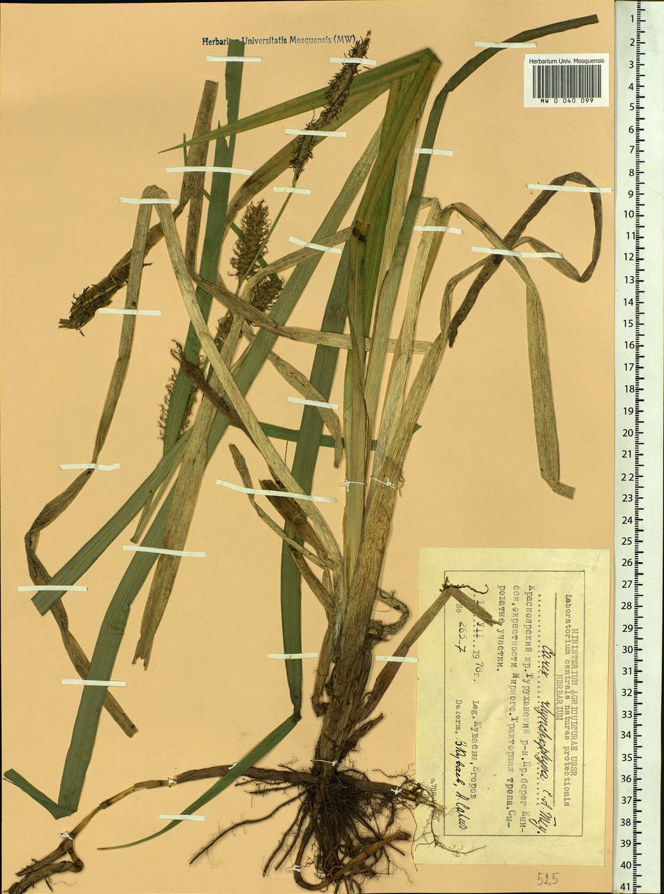 Carex utriculata Boott, Siberia, Central Siberia (S3) (Russia)