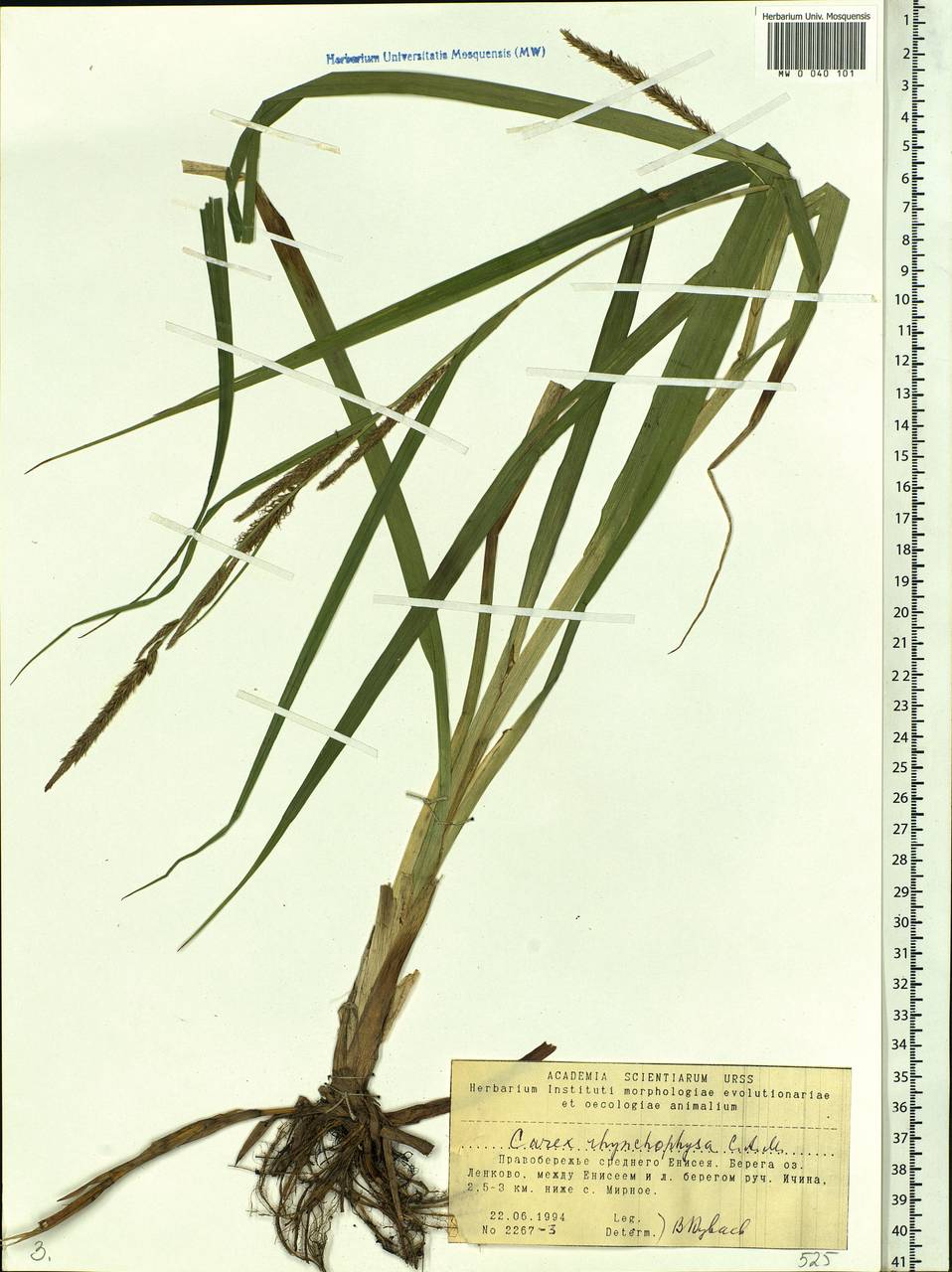 Carex utriculata Boott, Siberia, Central Siberia (S3) (Russia)