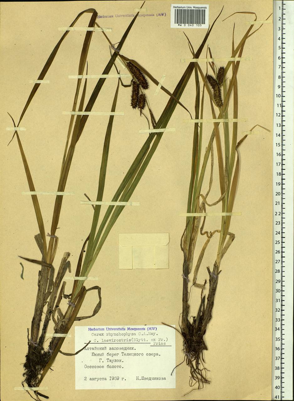 Carex utriculata Boott, Siberia, Altai & Sayany Mountains (S2) (Russia)