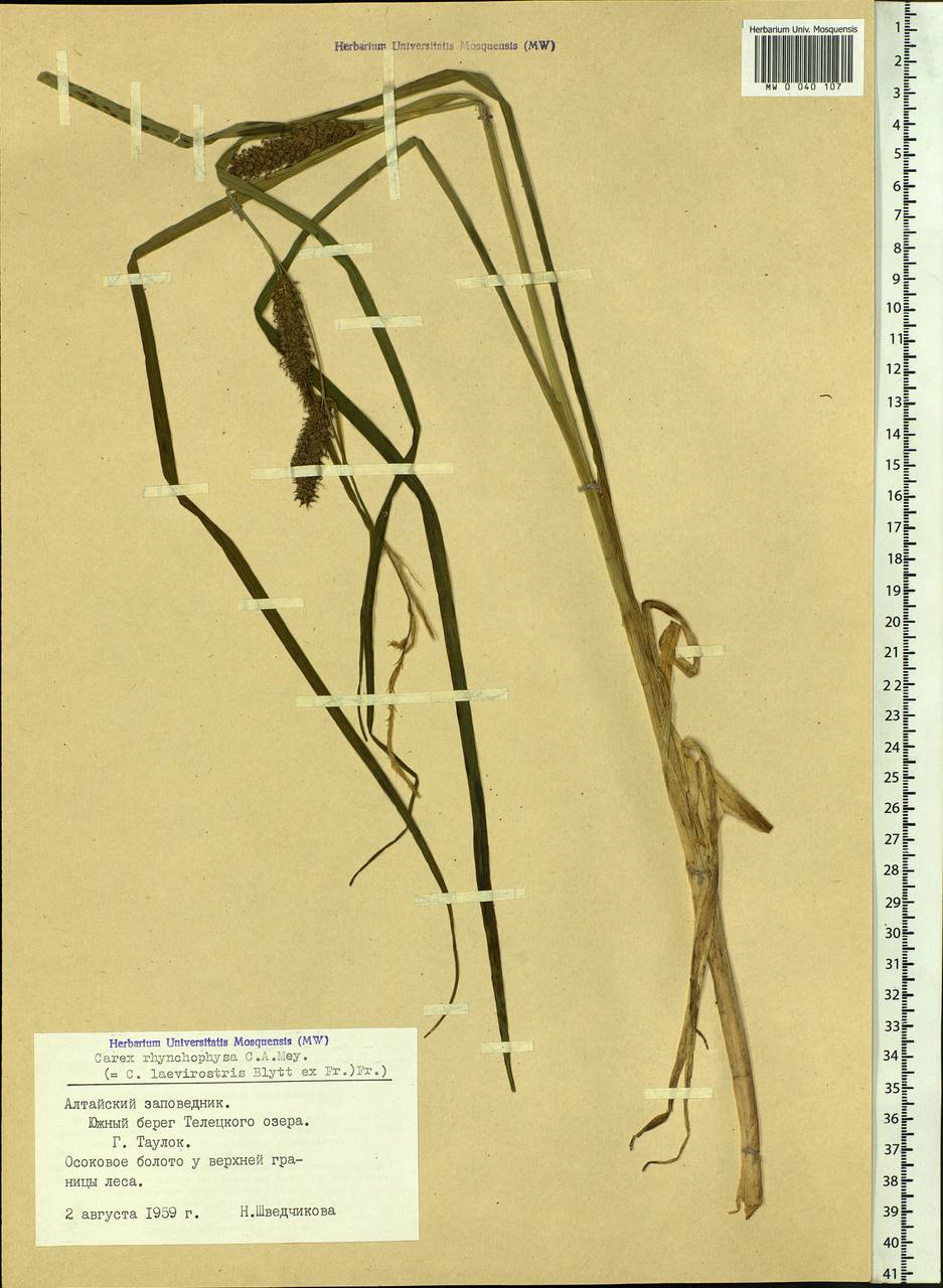 Carex utriculata Boott, Siberia, Altai & Sayany Mountains (S2) (Russia)