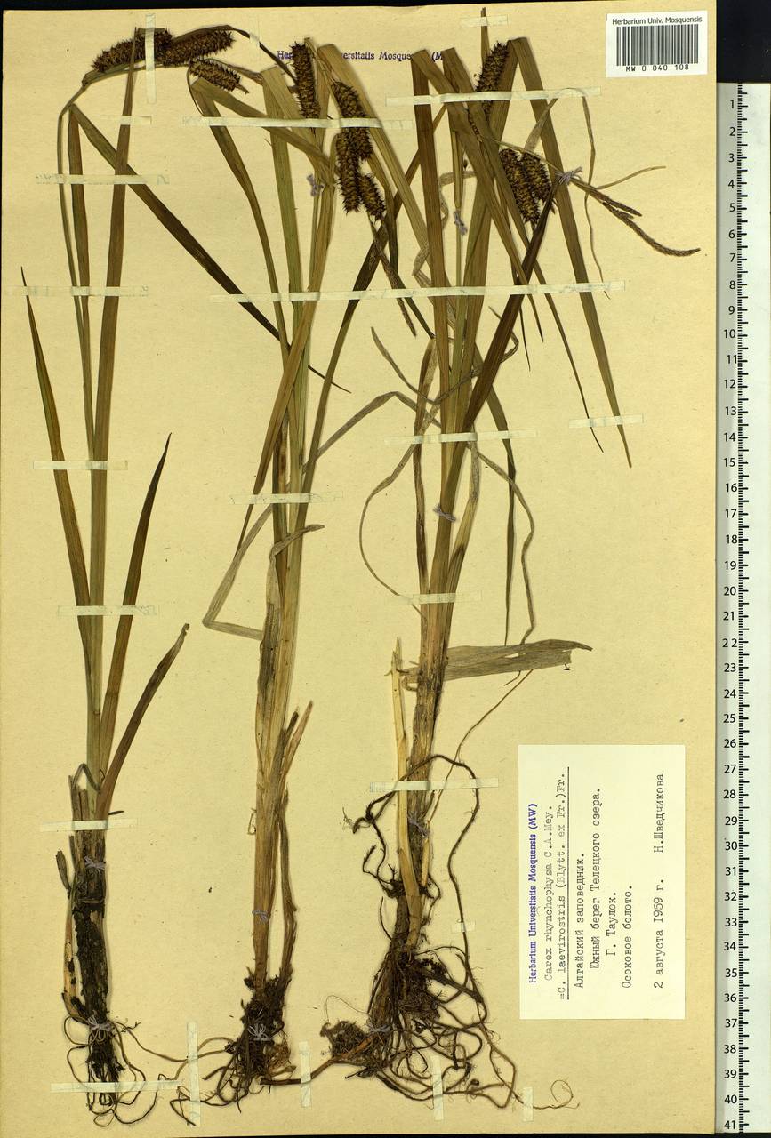 Carex utriculata Boott, Siberia, Altai & Sayany Mountains (S2) (Russia)