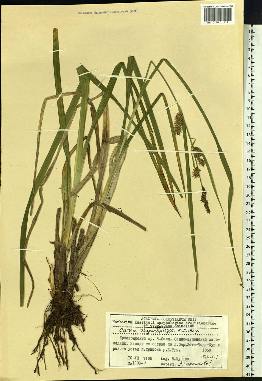 Carex utriculata Boott, Siberia, Altai & Sayany Mountains (S2) (Russia)
