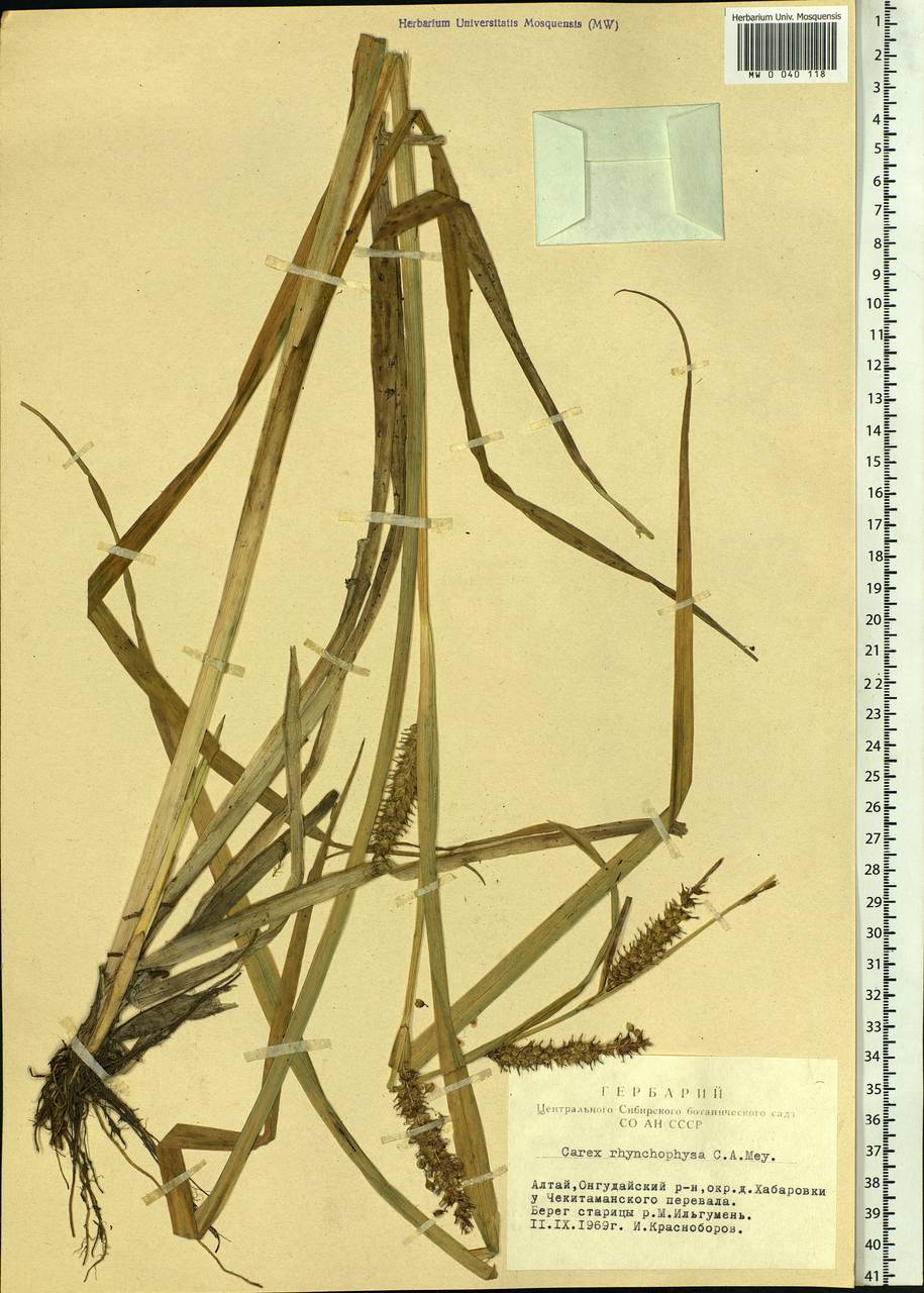 Carex utriculata Boott, Siberia, Altai & Sayany Mountains (S2) (Russia)