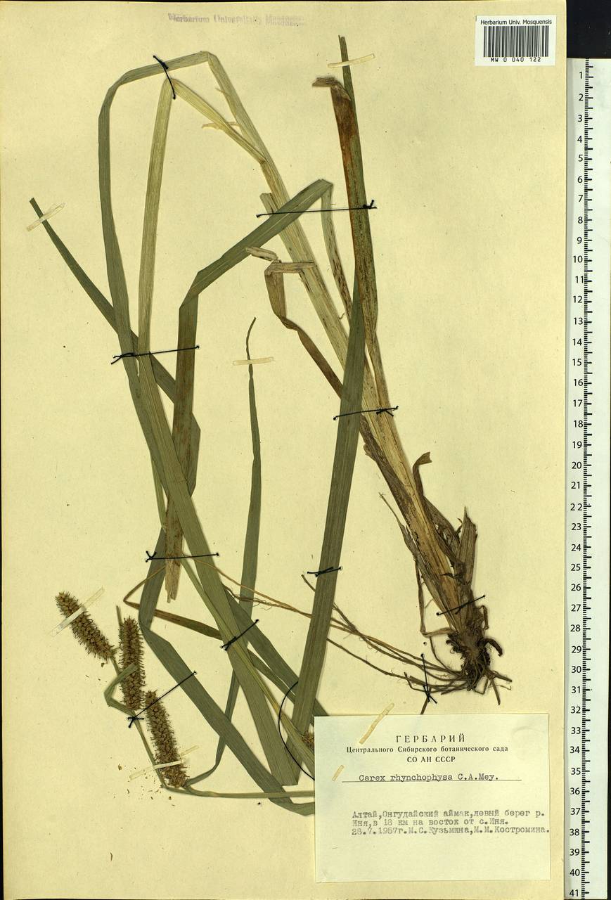 Carex utriculata Boott, Siberia, Altai & Sayany Mountains (S2) (Russia)