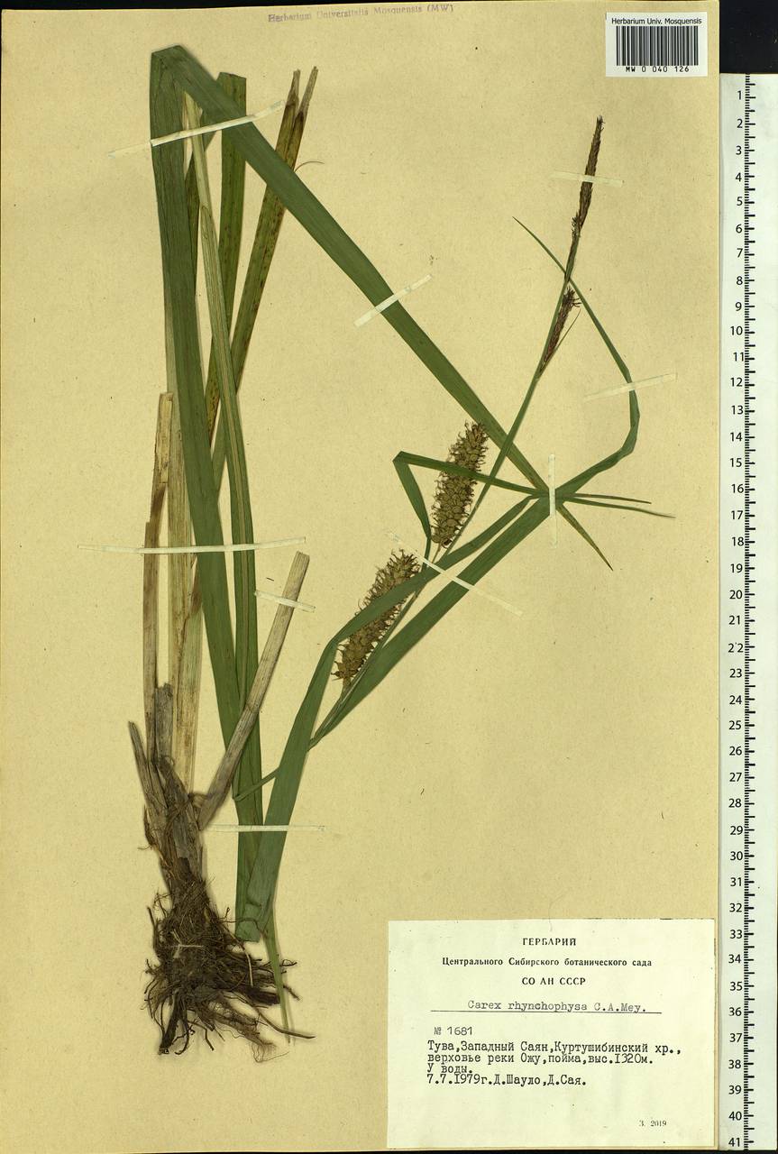 Carex utriculata Boott, Siberia, Altai & Sayany Mountains (S2) (Russia)