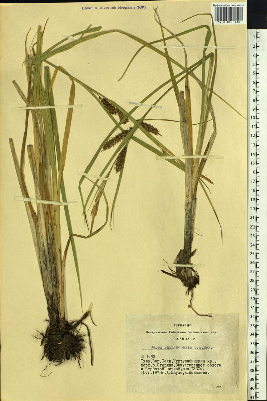 Carex utriculata Boott, Siberia, Altai & Sayany Mountains (S2) (Russia)