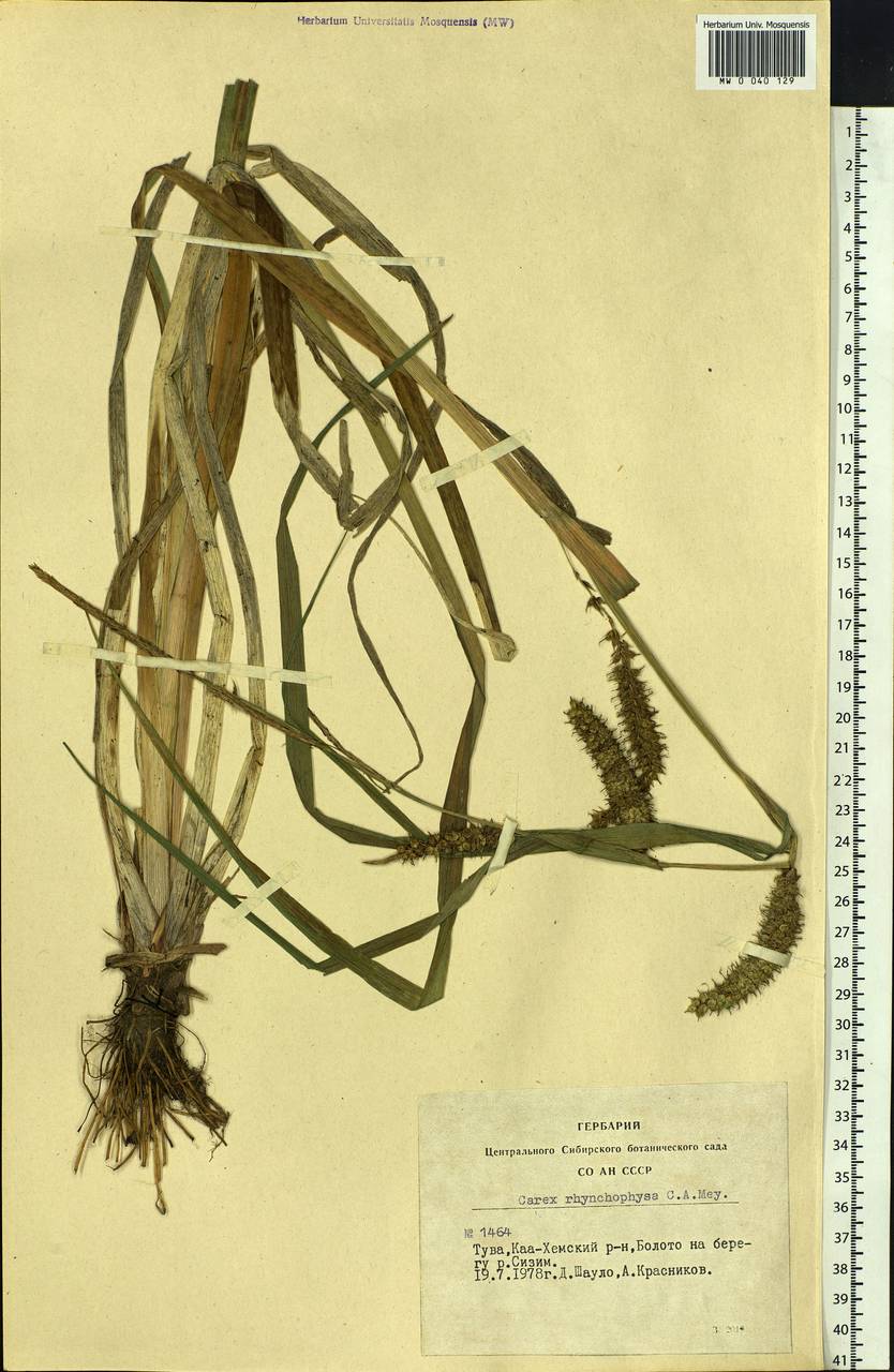 Carex utriculata Boott, Siberia, Altai & Sayany Mountains (S2) (Russia)