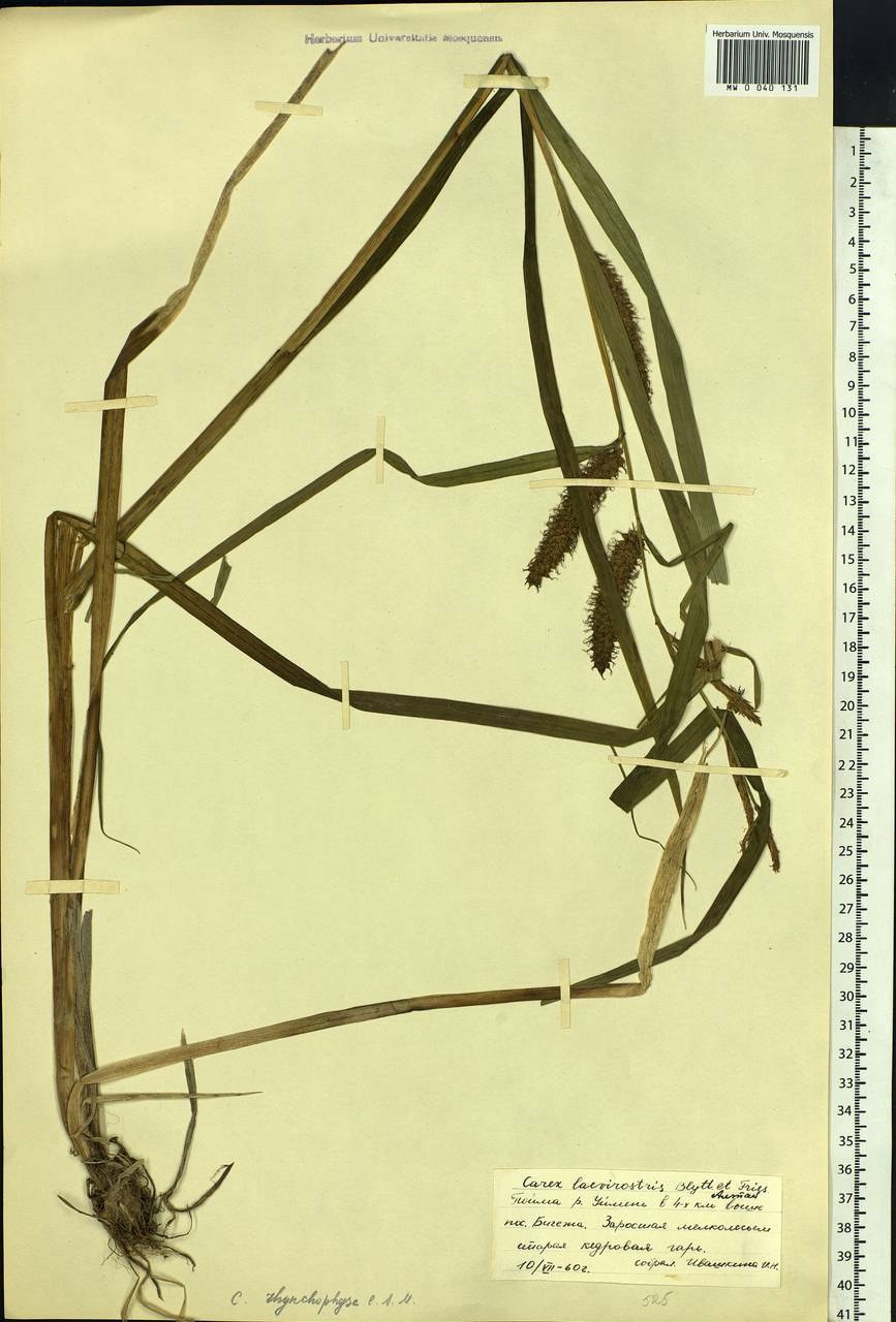 Carex utriculata Boott, Siberia, Altai & Sayany Mountains (S2) (Russia)
