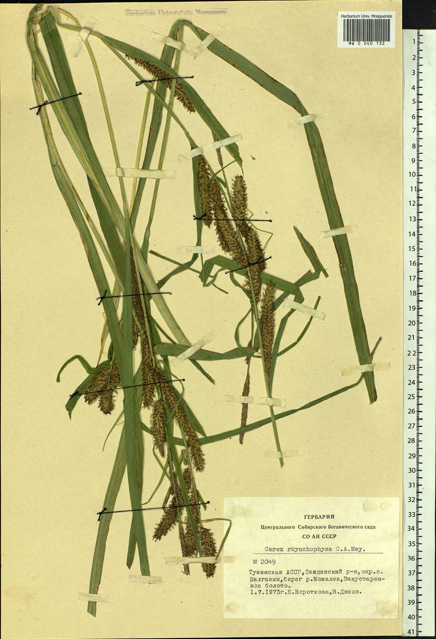 Carex utriculata Boott, Siberia, Altai & Sayany Mountains (S2) (Russia)
