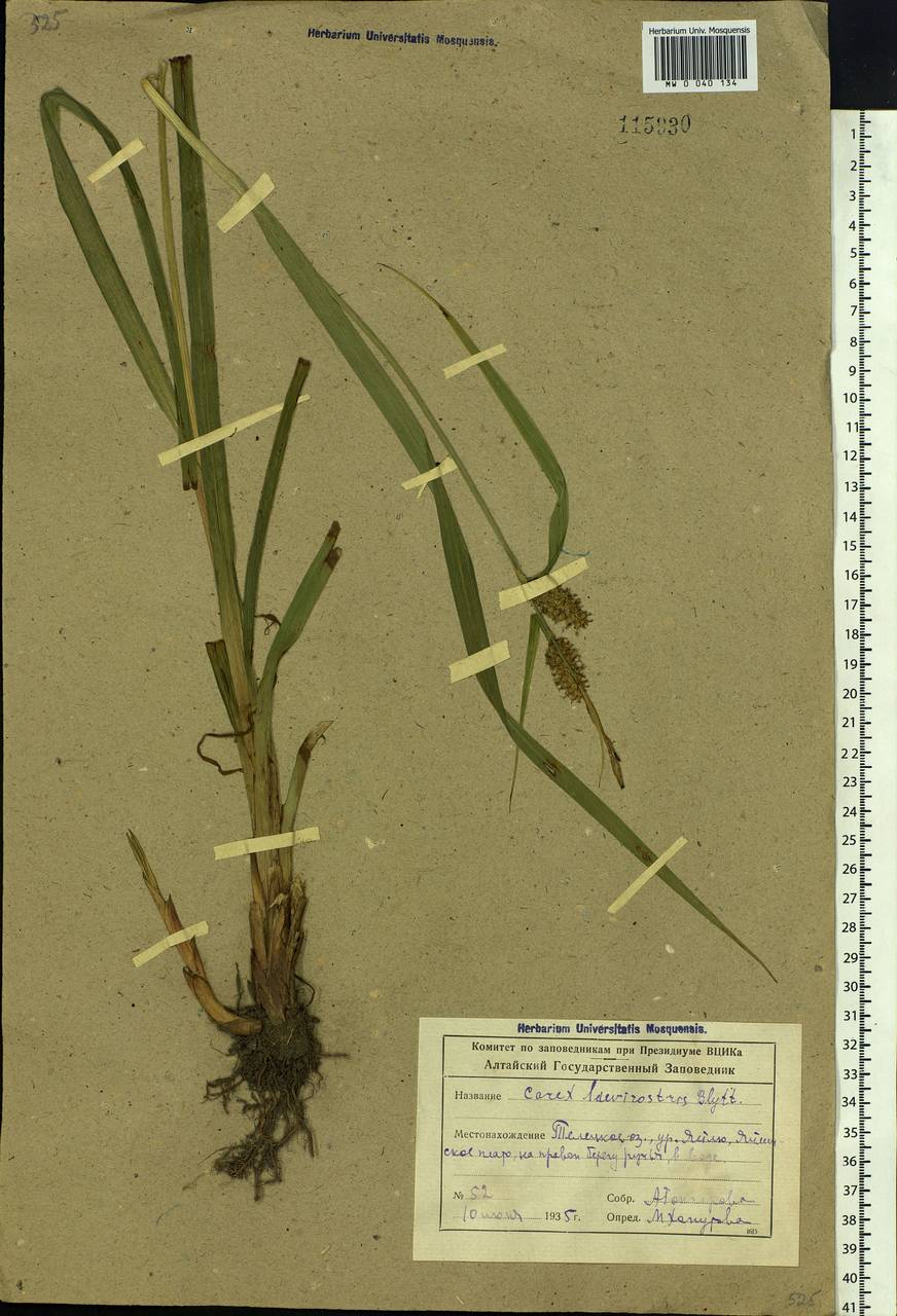 Carex utriculata Boott, Siberia, Altai & Sayany Mountains (S2) (Russia)