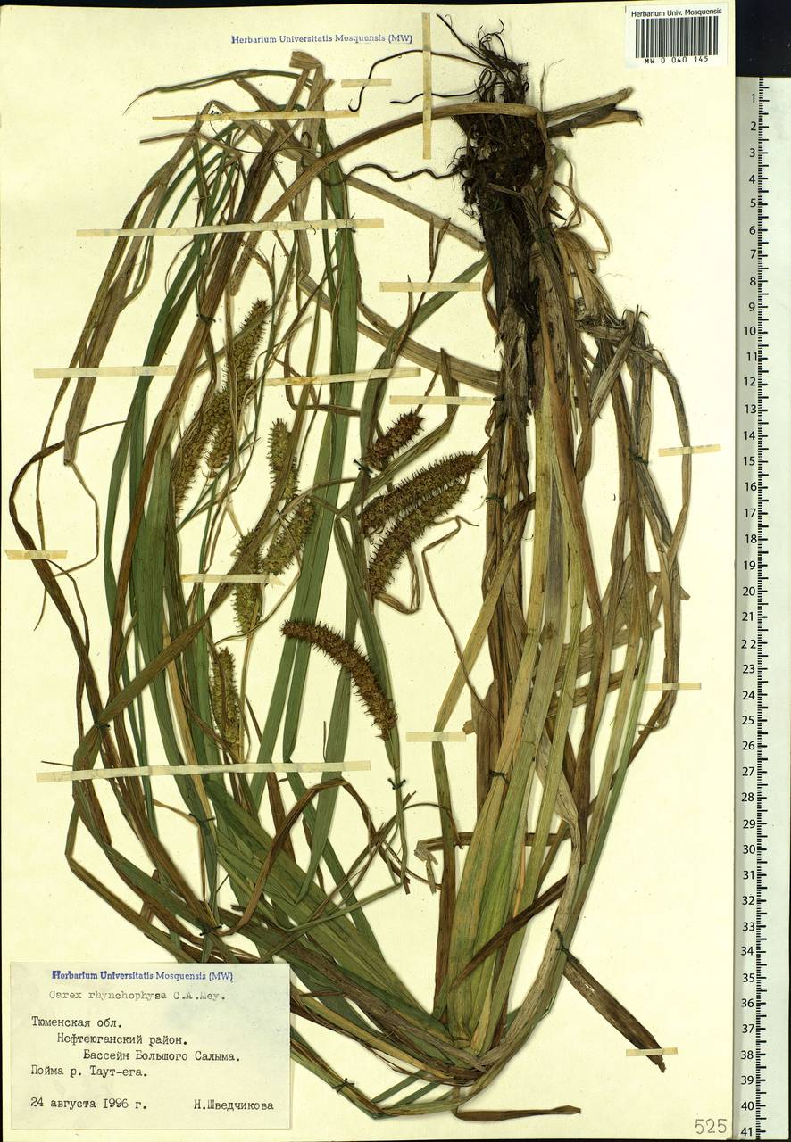 Carex utriculata Boott, Siberia, Western Siberia (S1) (Russia)