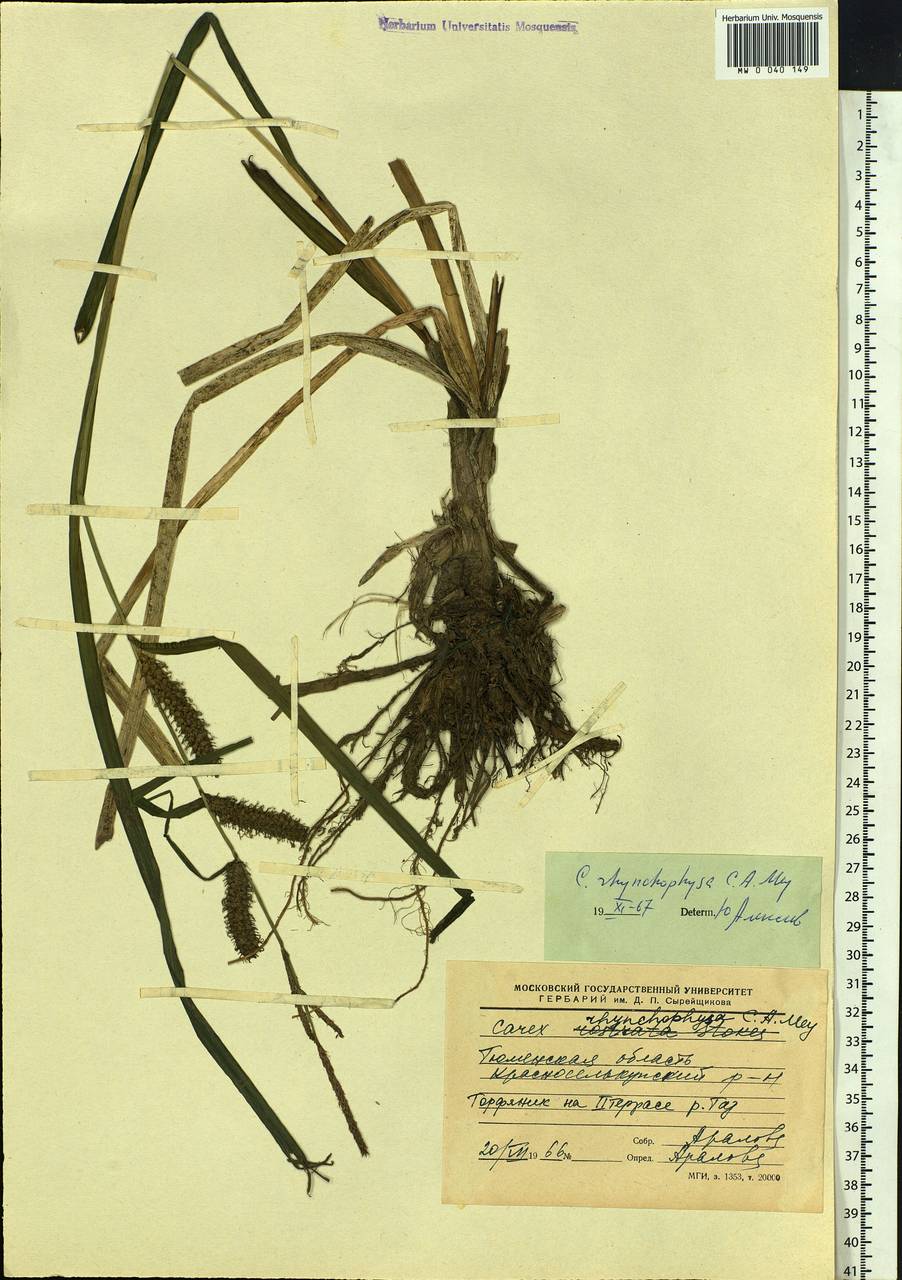 Carex utriculata Boott, Siberia, Western Siberia (S1) (Russia)