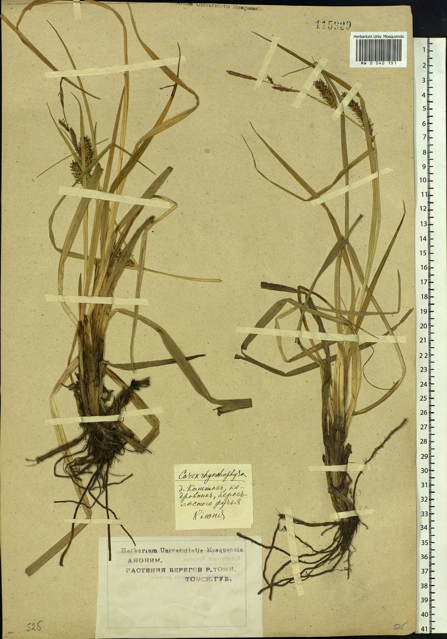 Carex utriculata Boott, Siberia, Western Siberia (S1) (Russia)