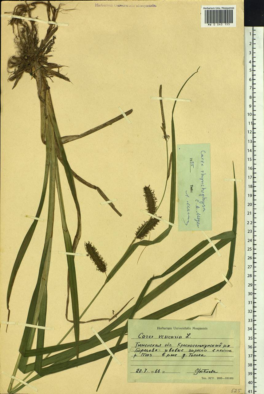 Carex utriculata Boott, Siberia, Western Siberia (S1) (Russia)