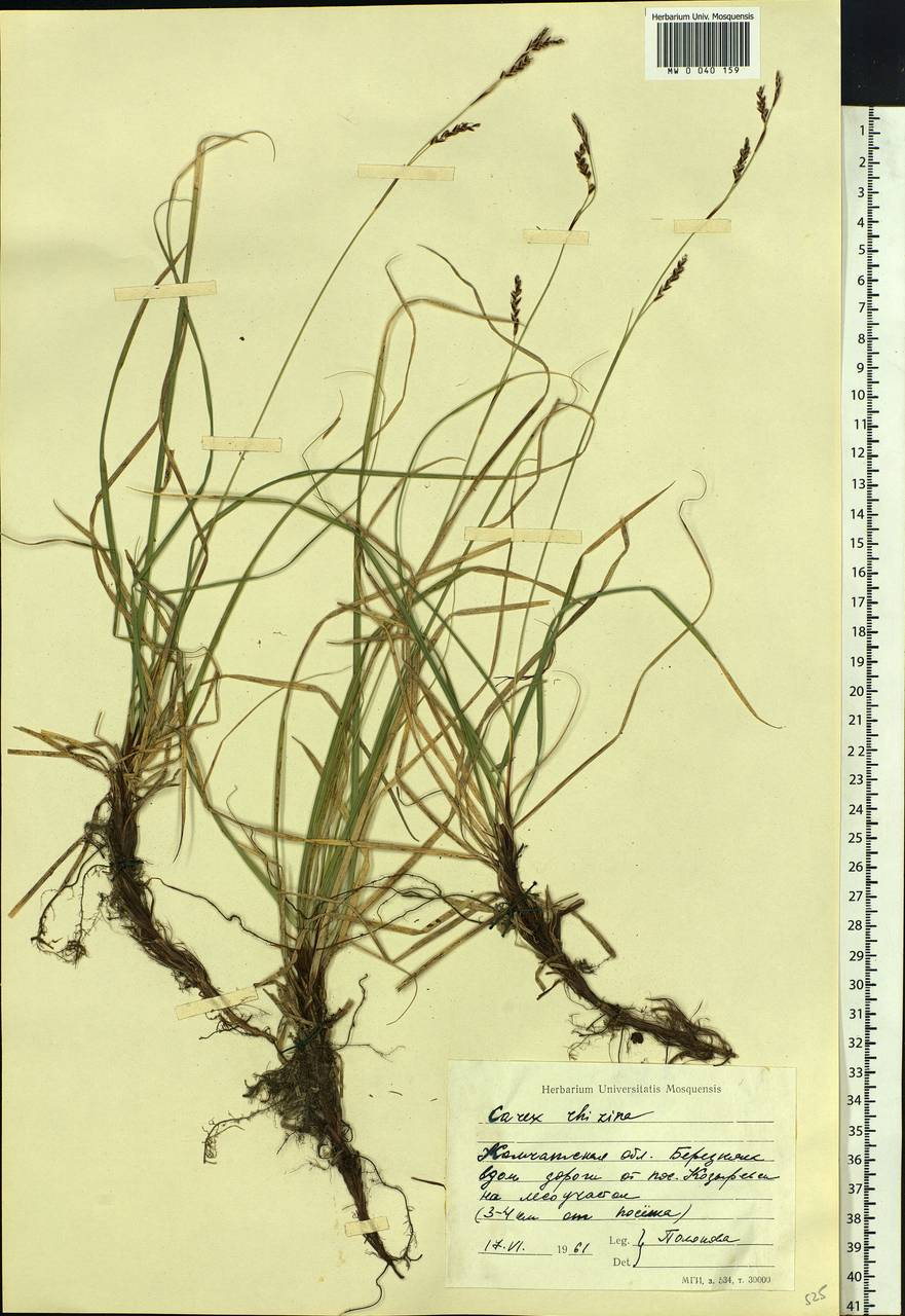 Carex rhizina Blytt ex Lindblom, Siberia, Chukotka & Kamchatka (S7) (Russia)