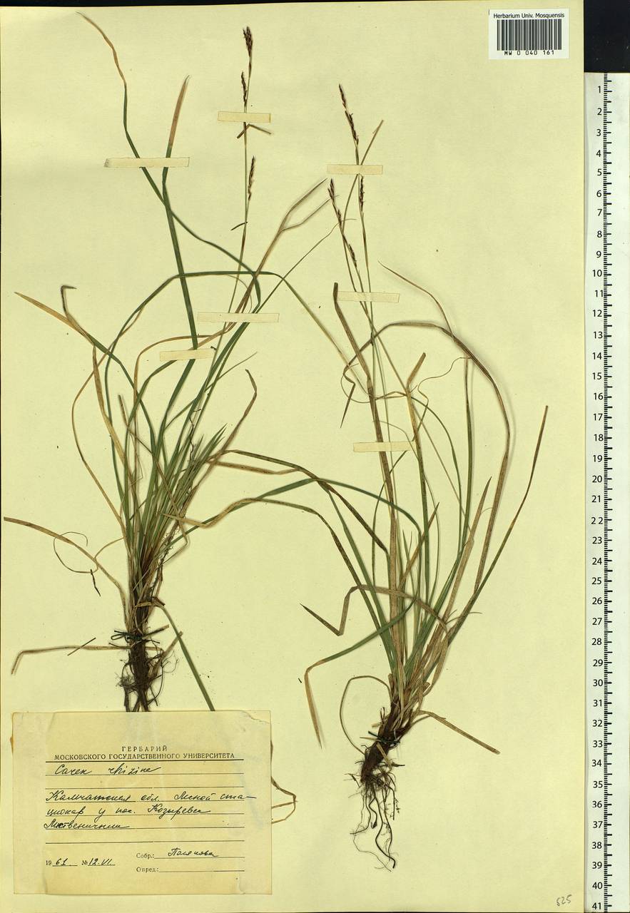 Carex rhizina Blytt ex Lindblom, Siberia, Chukotka & Kamchatka (S7) (Russia)