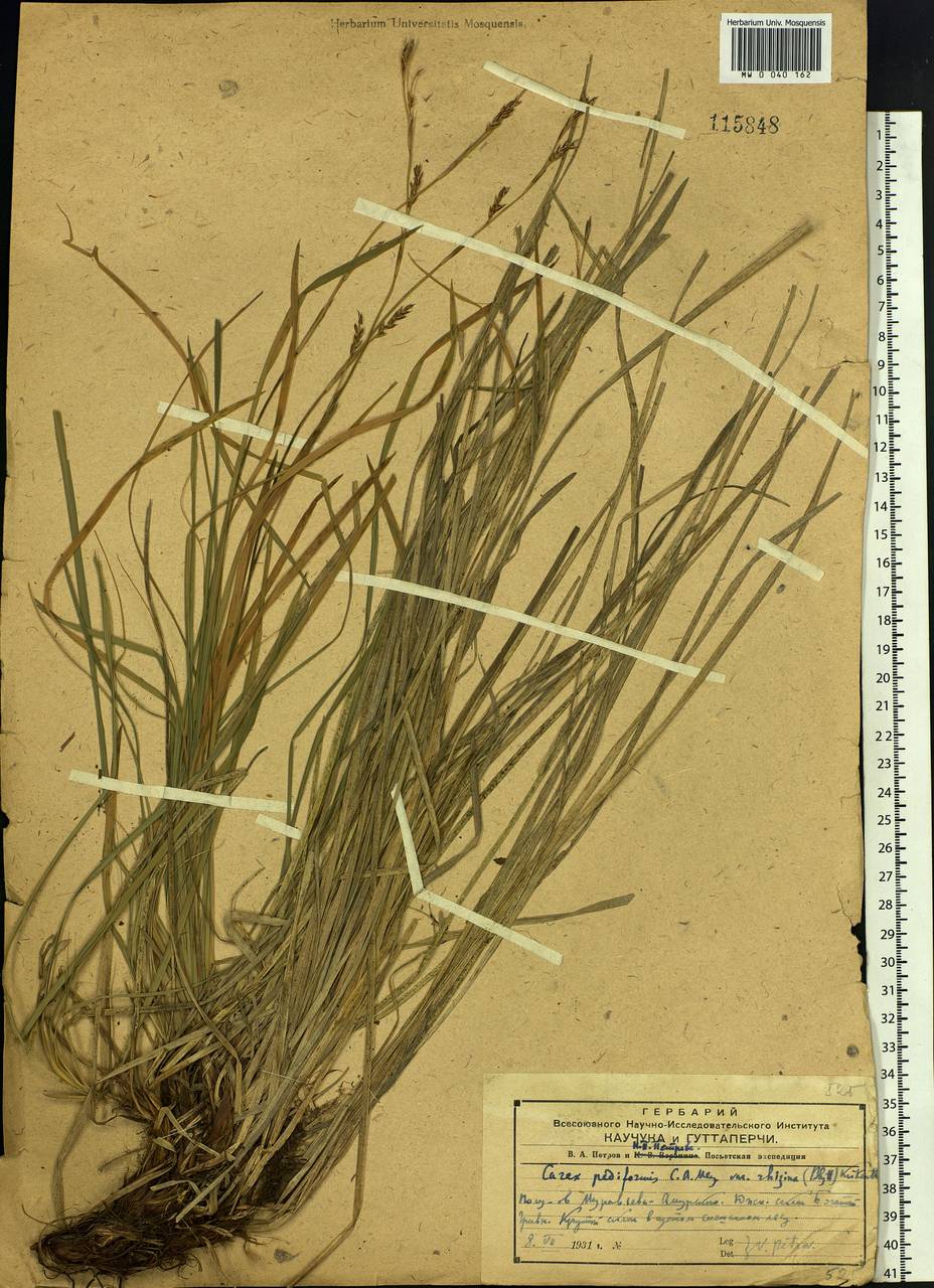 Carex rhizina Blytt ex Lindblom, Siberia, Russian Far East (S6) (Russia)