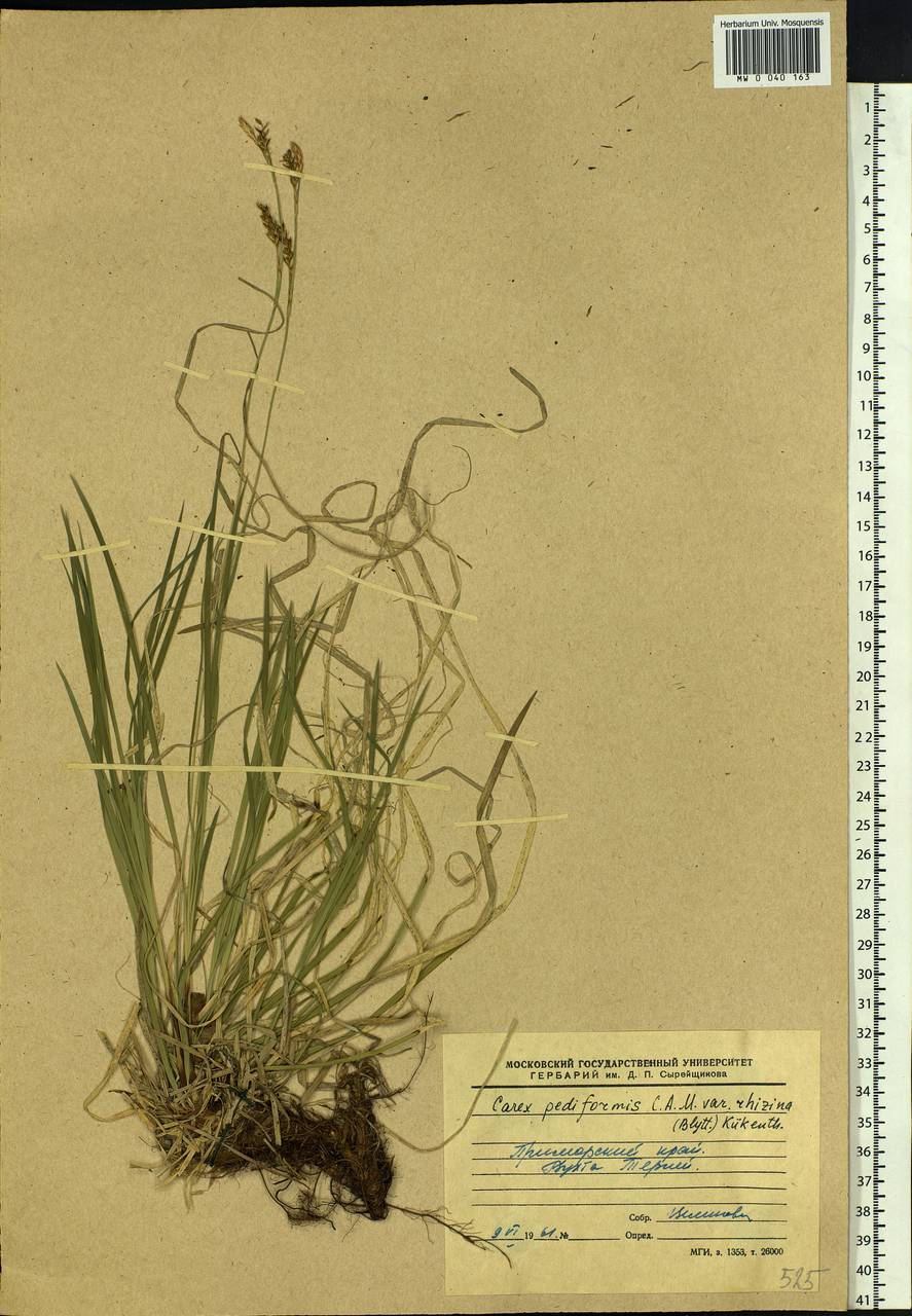 Carex rhizina Blytt ex Lindblom, Siberia, Russian Far East (S6) (Russia)