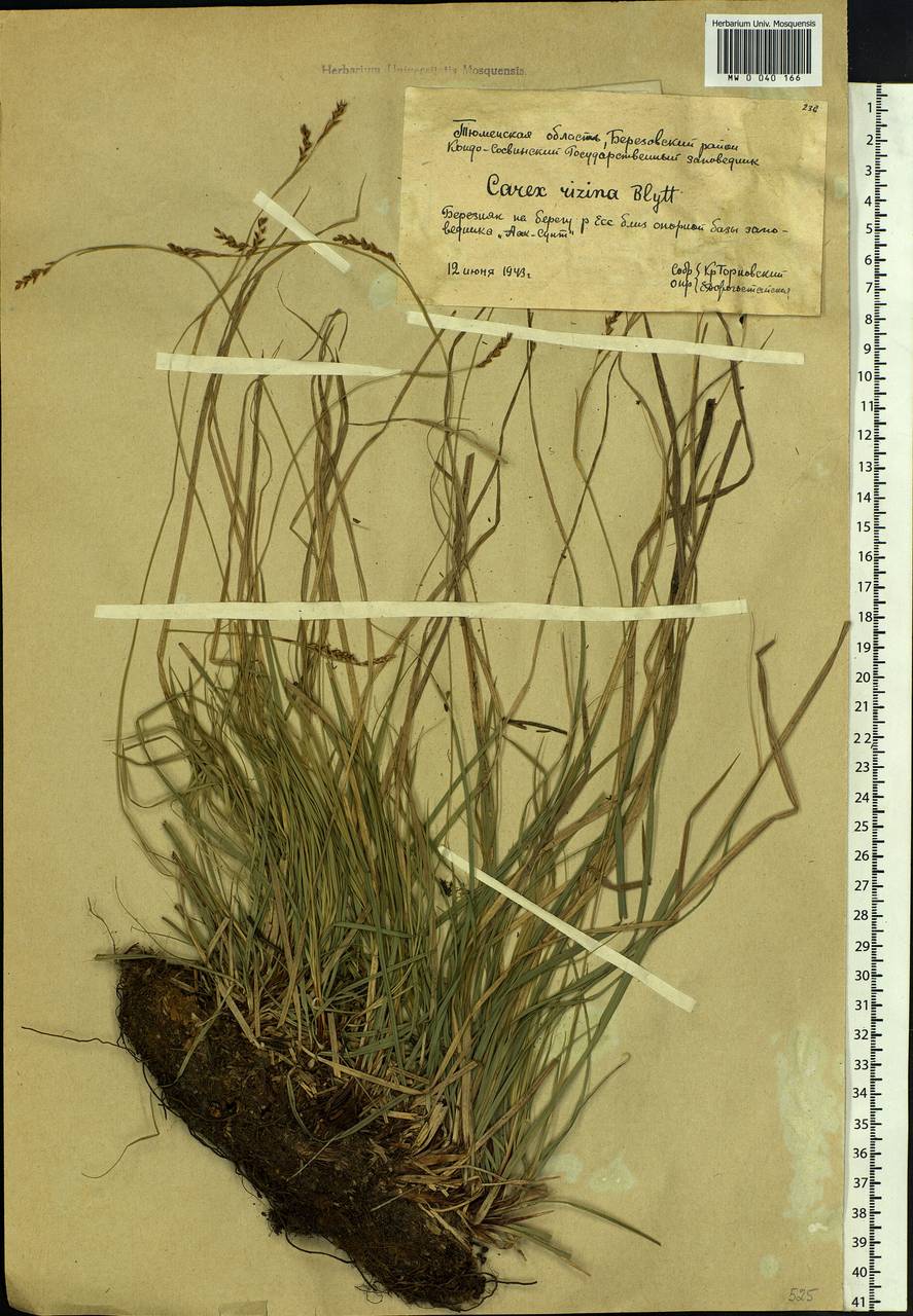 Carex rhizina Blytt ex Lindblom, Siberia, Western Siberia (S1) (Russia)