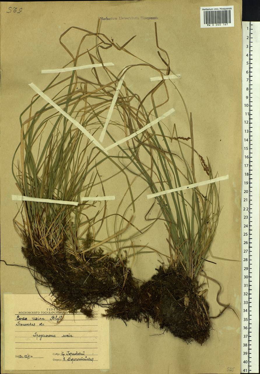 Carex rhizina Blytt ex Lindblom, Siberia, Western Siberia (S1) (Russia)