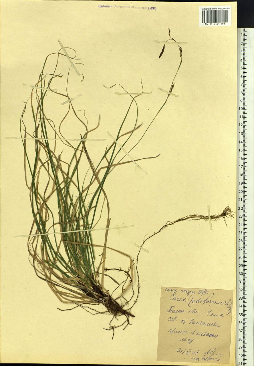 Carex rhizina Blytt ex Lindblom, Siberia, Western Siberia (S1) (Russia)