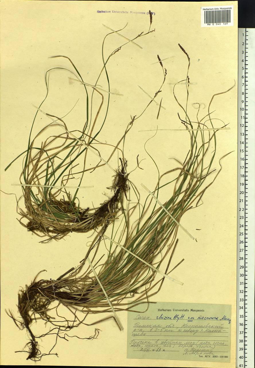 Carex rhizina Blytt ex Lindblom, Siberia, Western Siberia (S1) (Russia)