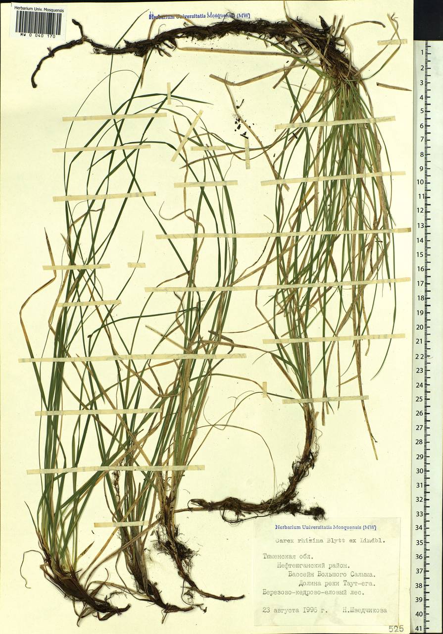 Carex rhizina Blytt ex Lindblom, Siberia, Western Siberia (S1) (Russia)