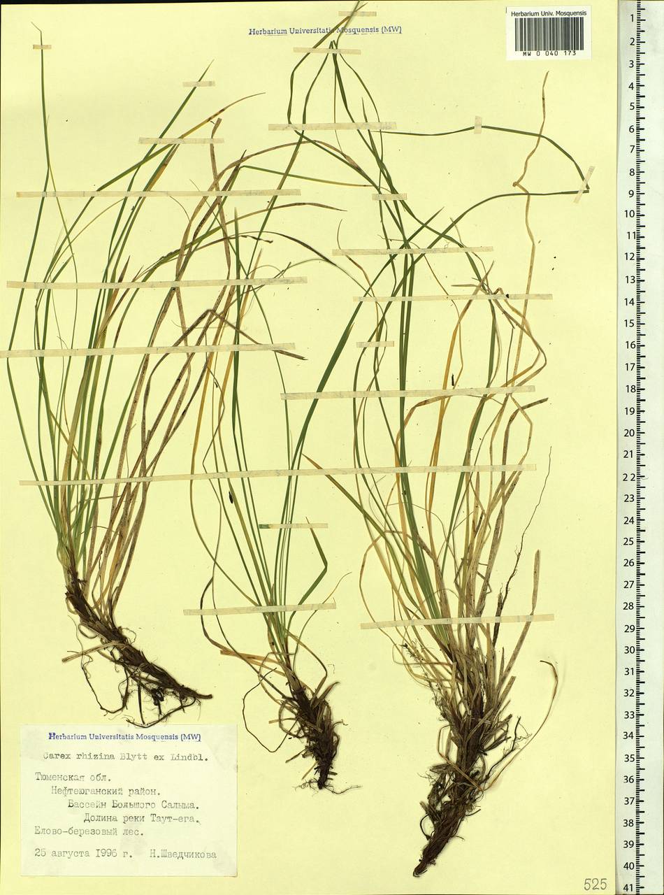 Carex rhizina Blytt ex Lindblom, Siberia, Western Siberia (S1) (Russia)