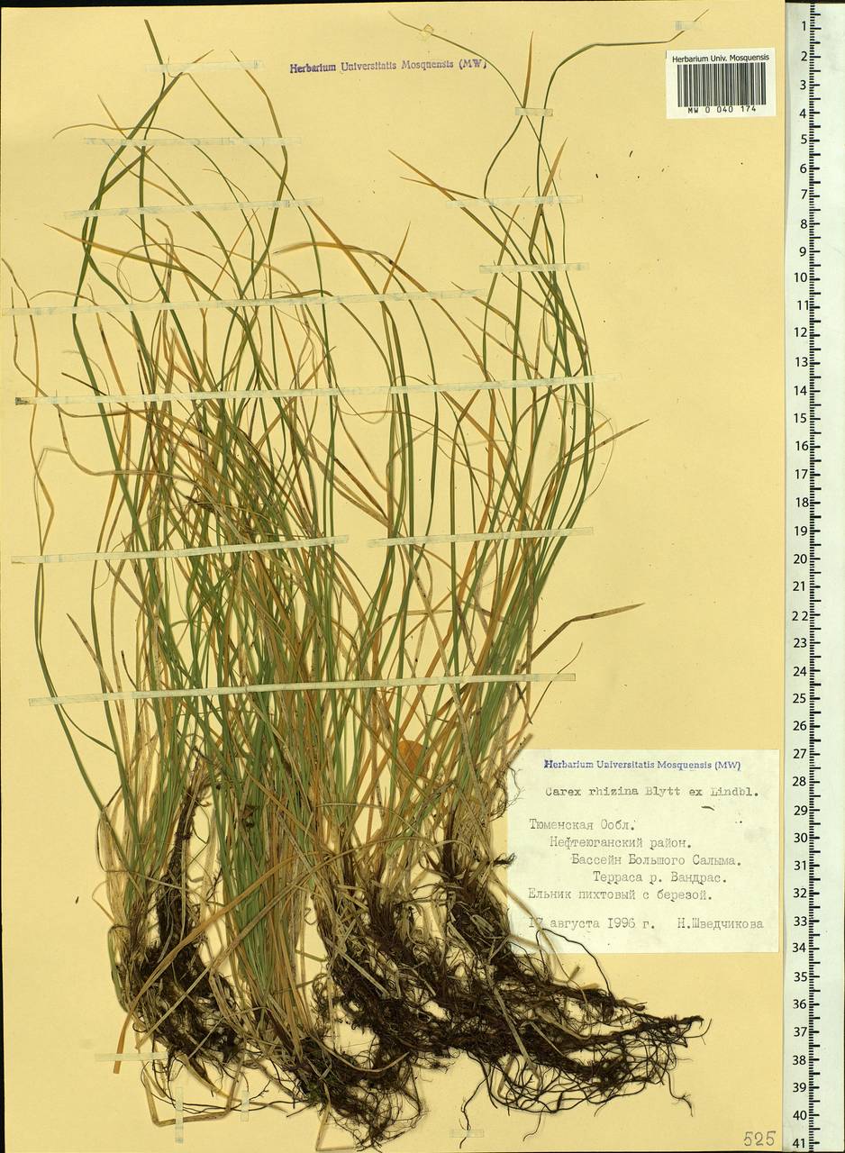 Carex rhizina Blytt ex Lindblom, Siberia, Western Siberia (S1) (Russia)