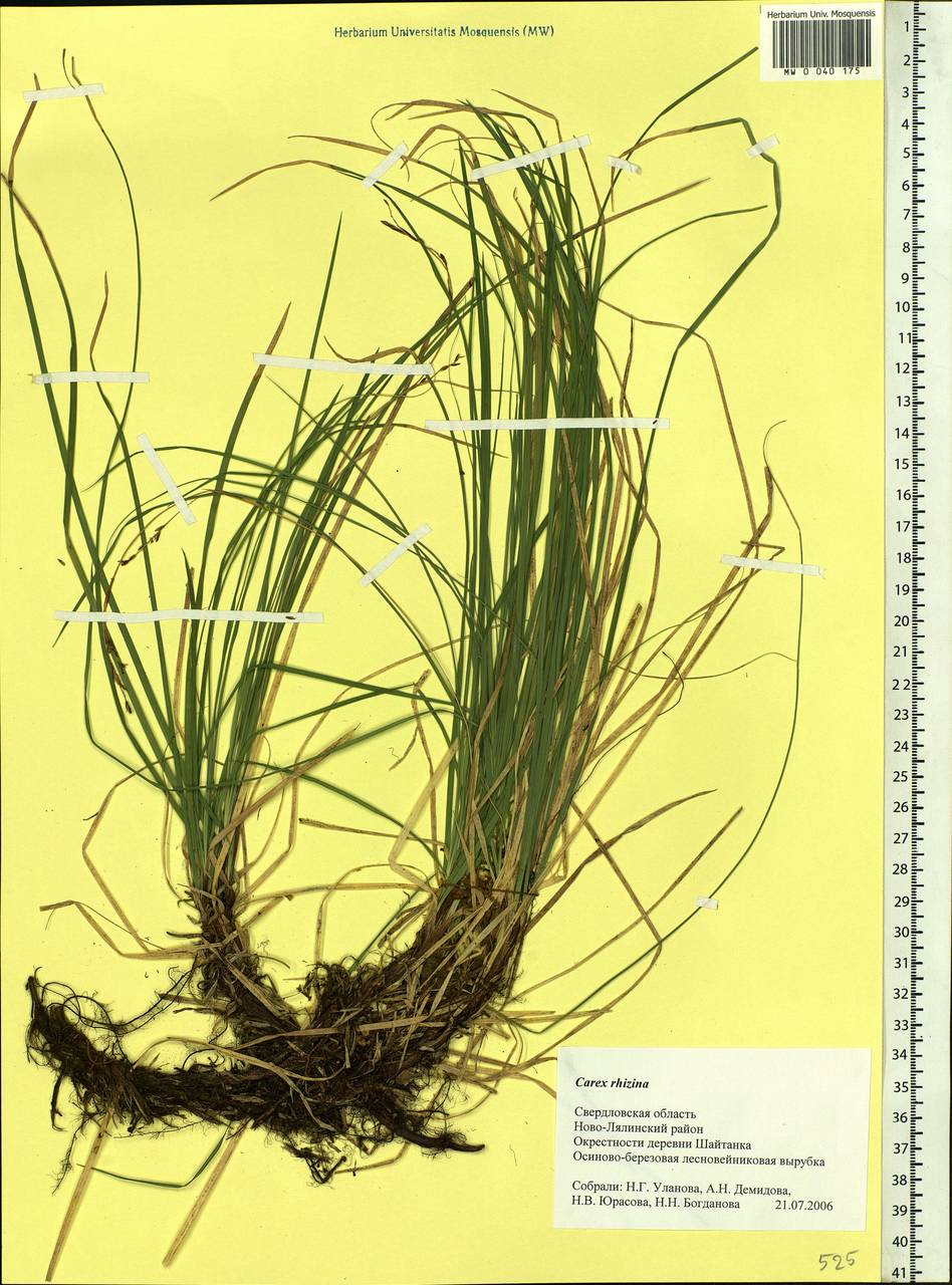 Carex rhizina Blytt ex Lindblom, Eastern Europe, Eastern region (E10) (Russia)